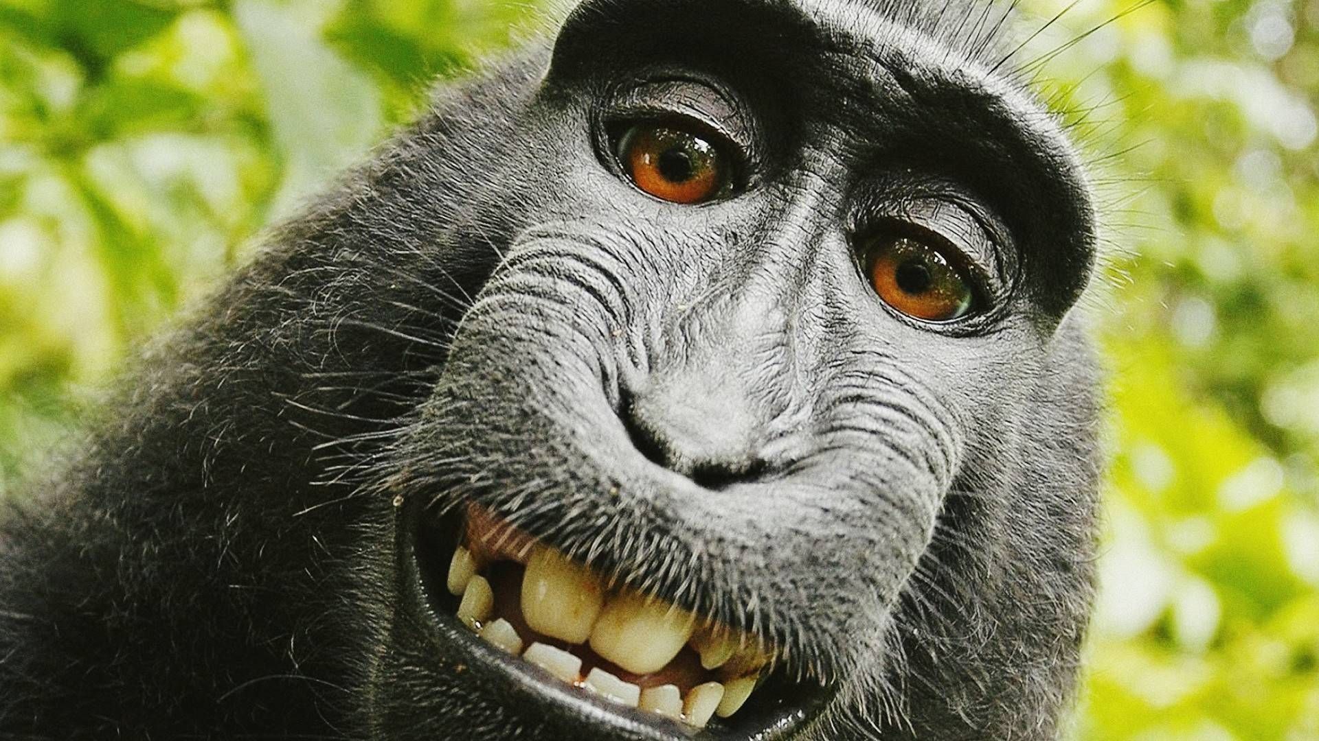 Funny Monkey Wallpapers