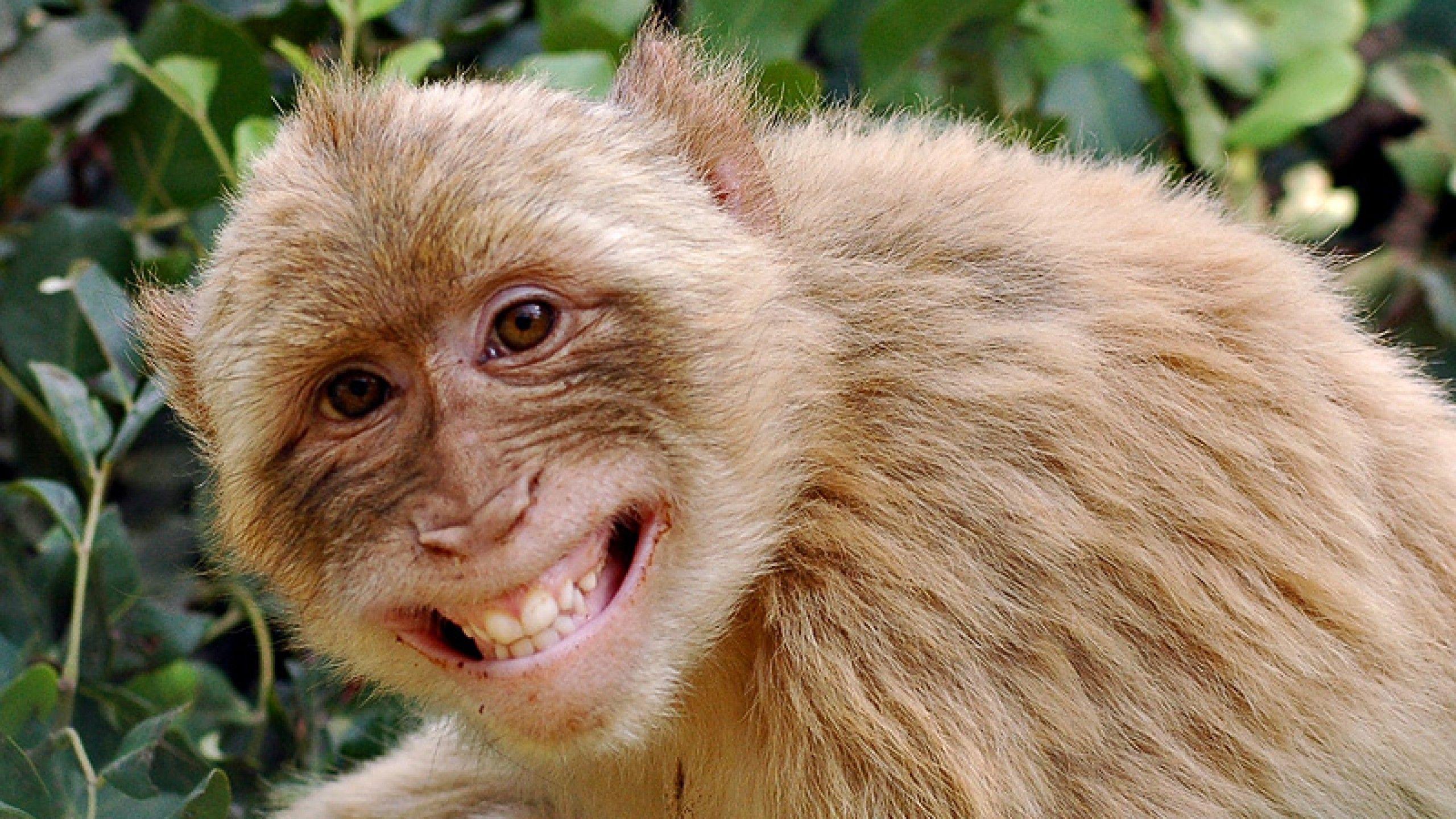 Funny Monkey Wallpapers