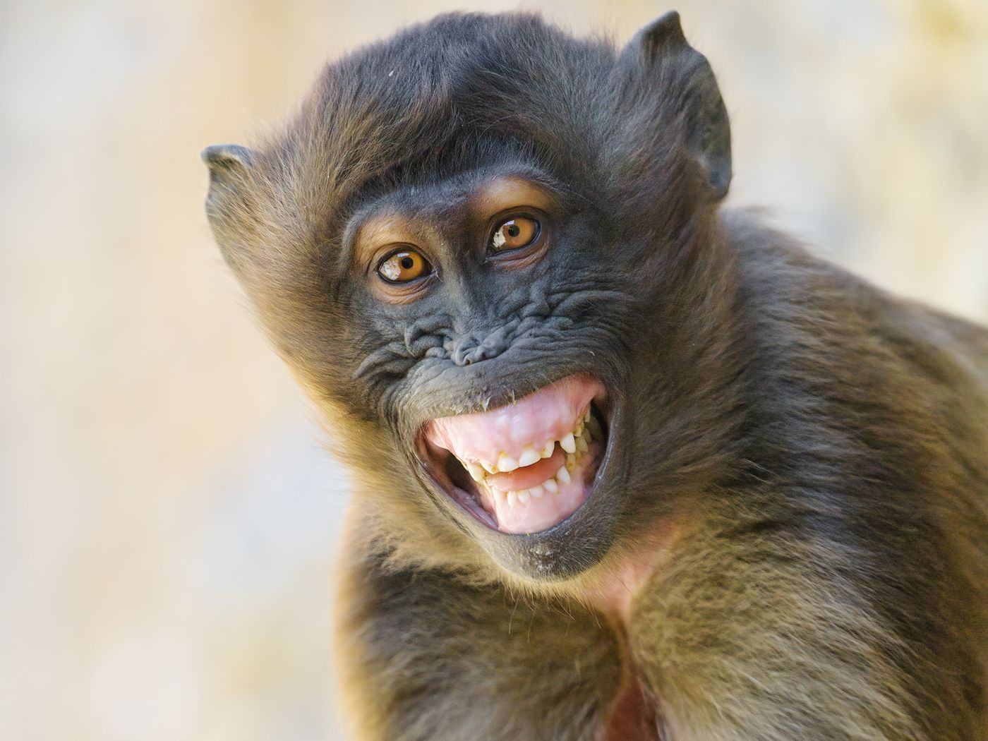 Funny Monkey Wallpapers