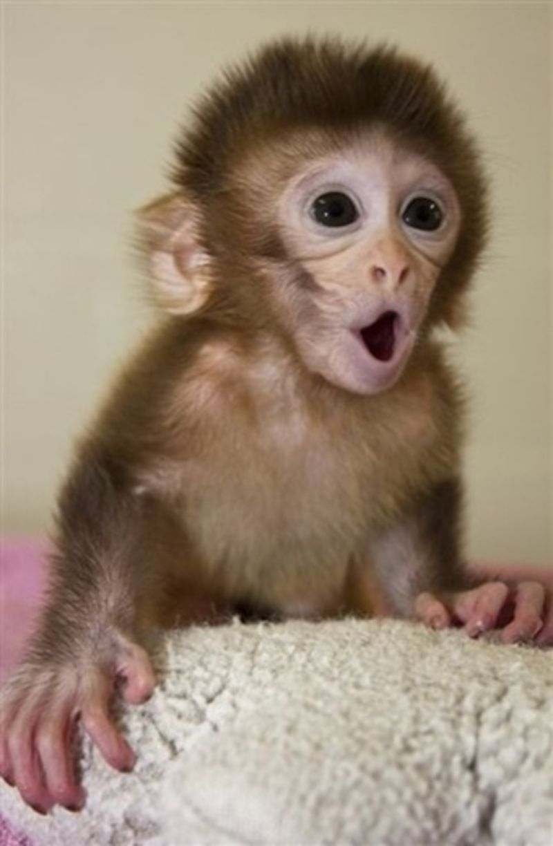 Funny Monkey Wallpapers