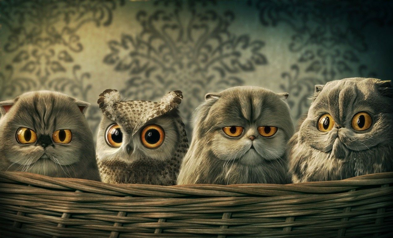 Funny Owl Pictures Wallpapers