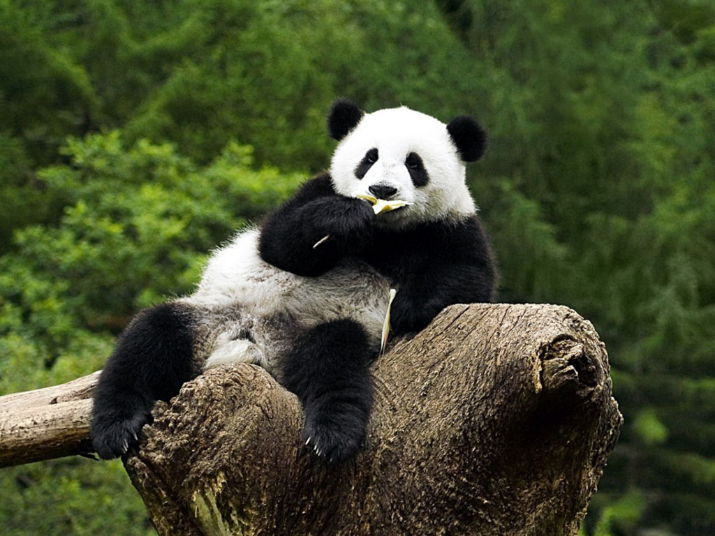 Funny Panda Wallpapers