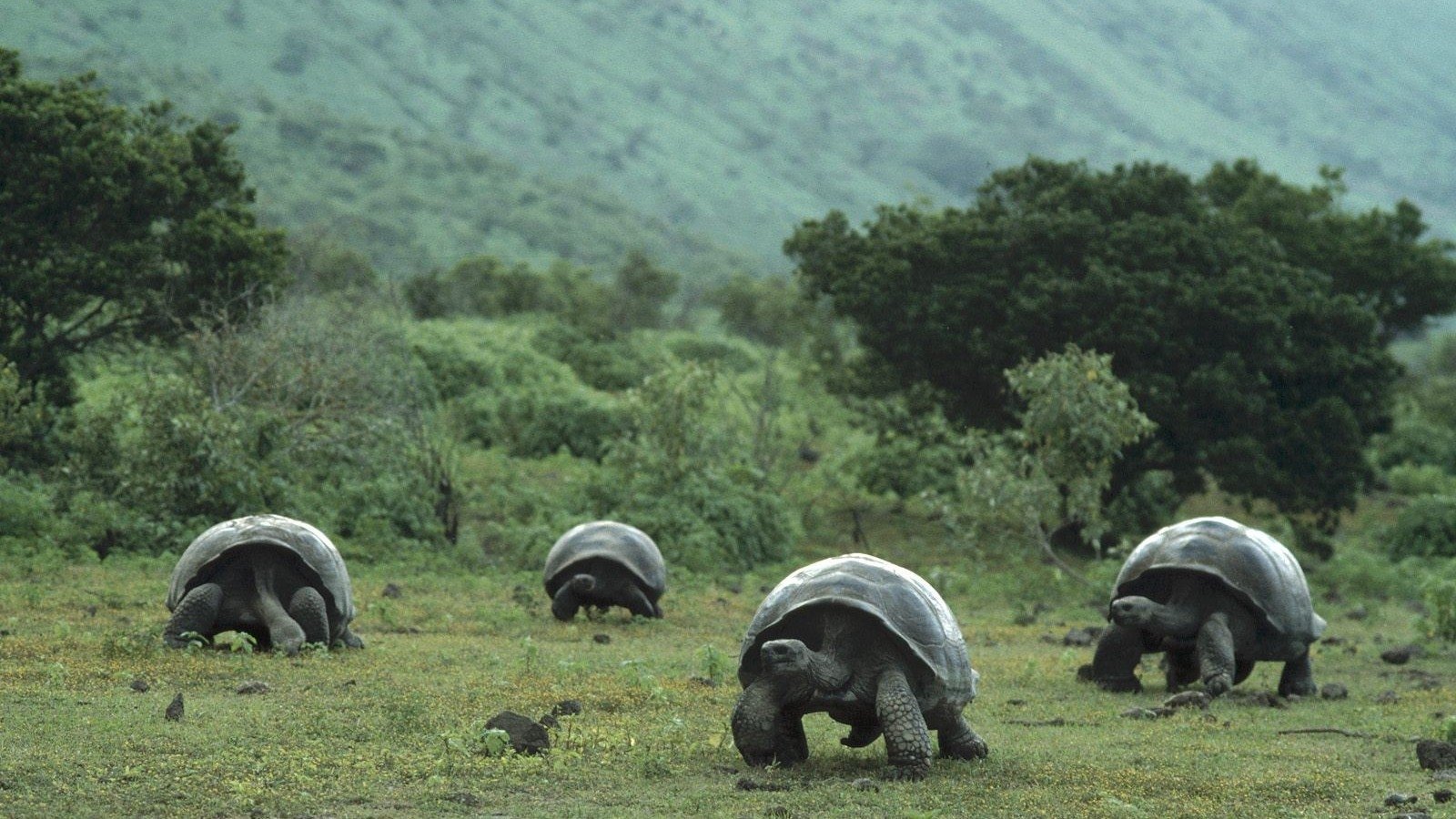 Galapagos Wallpapers