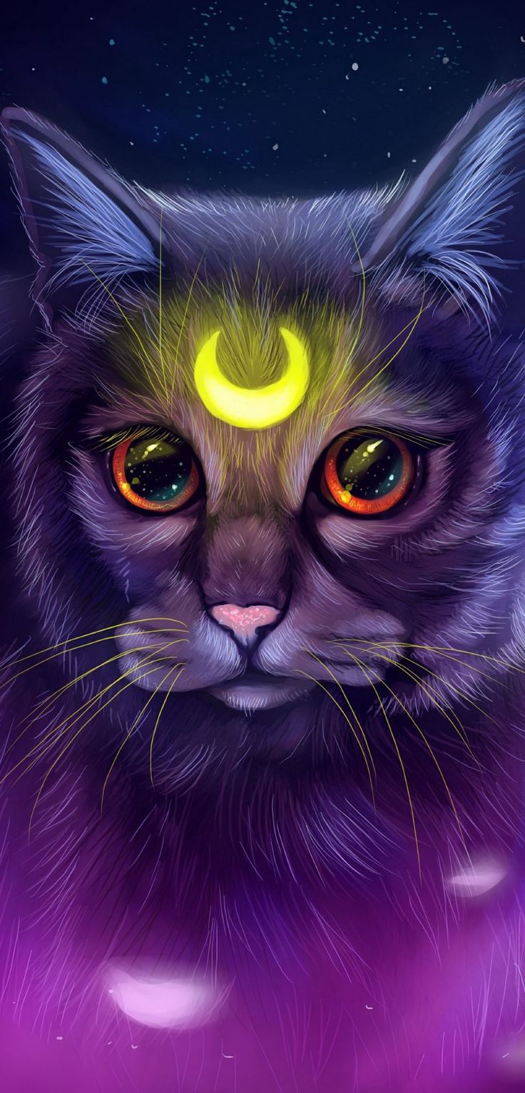 Galaxy Cat Wallpapers