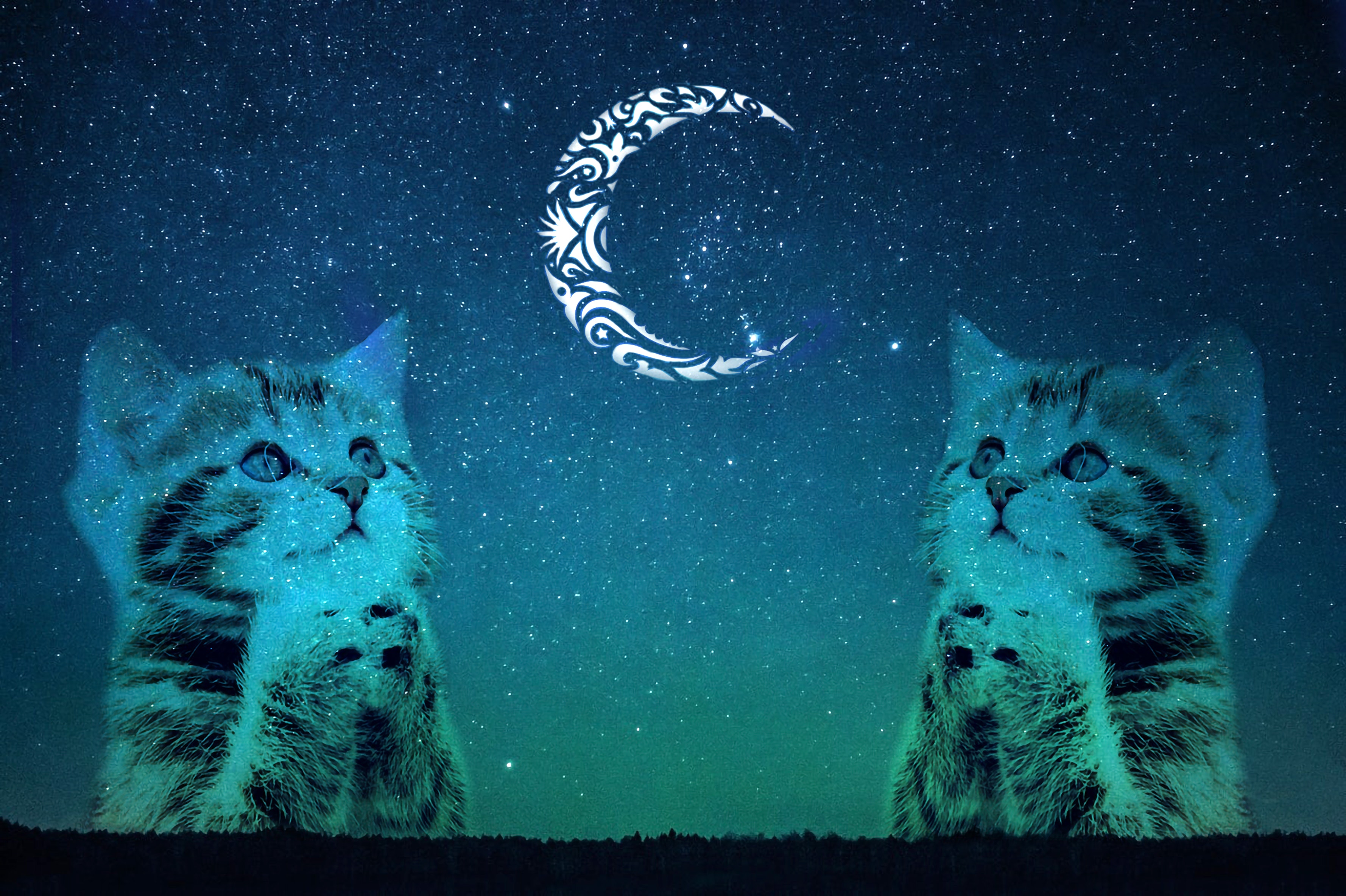 Galaxy Cat Wallpapers