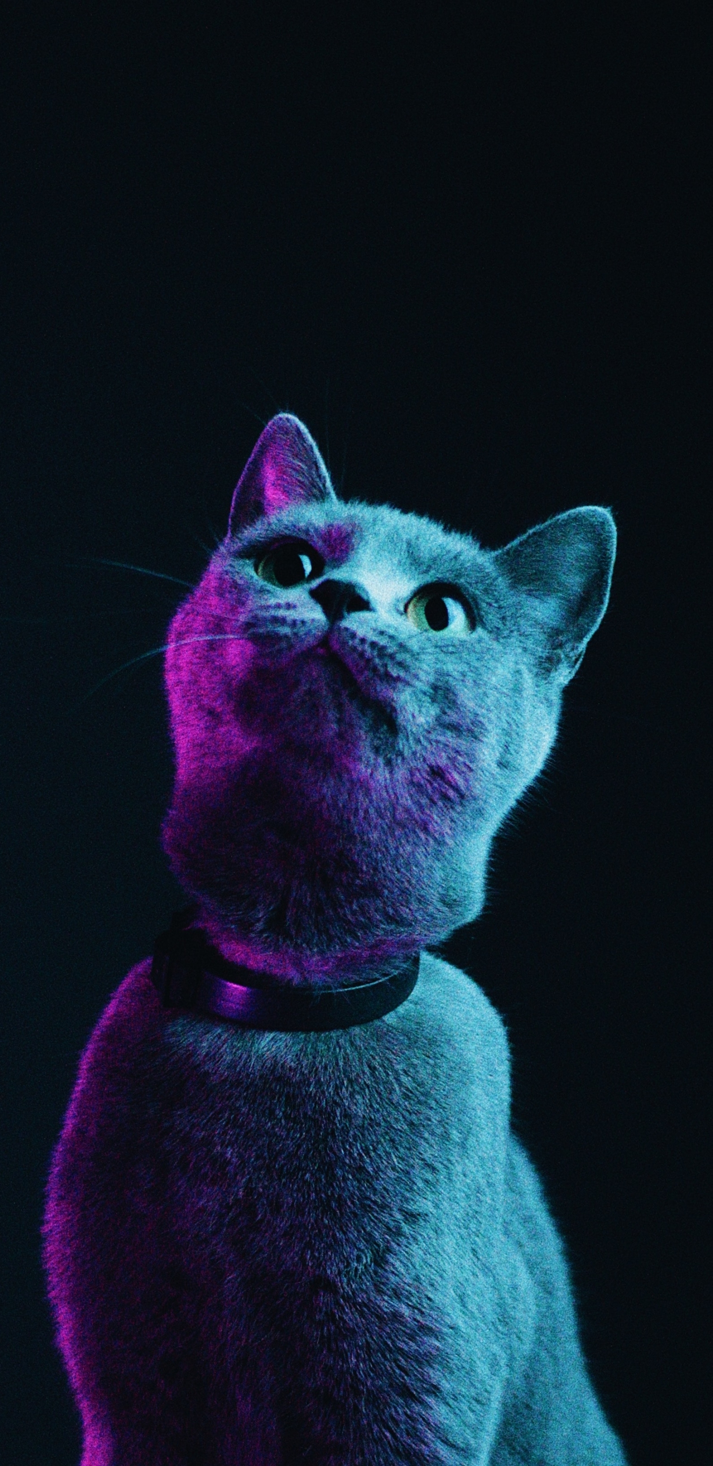 Galaxy Cat Wallpapers