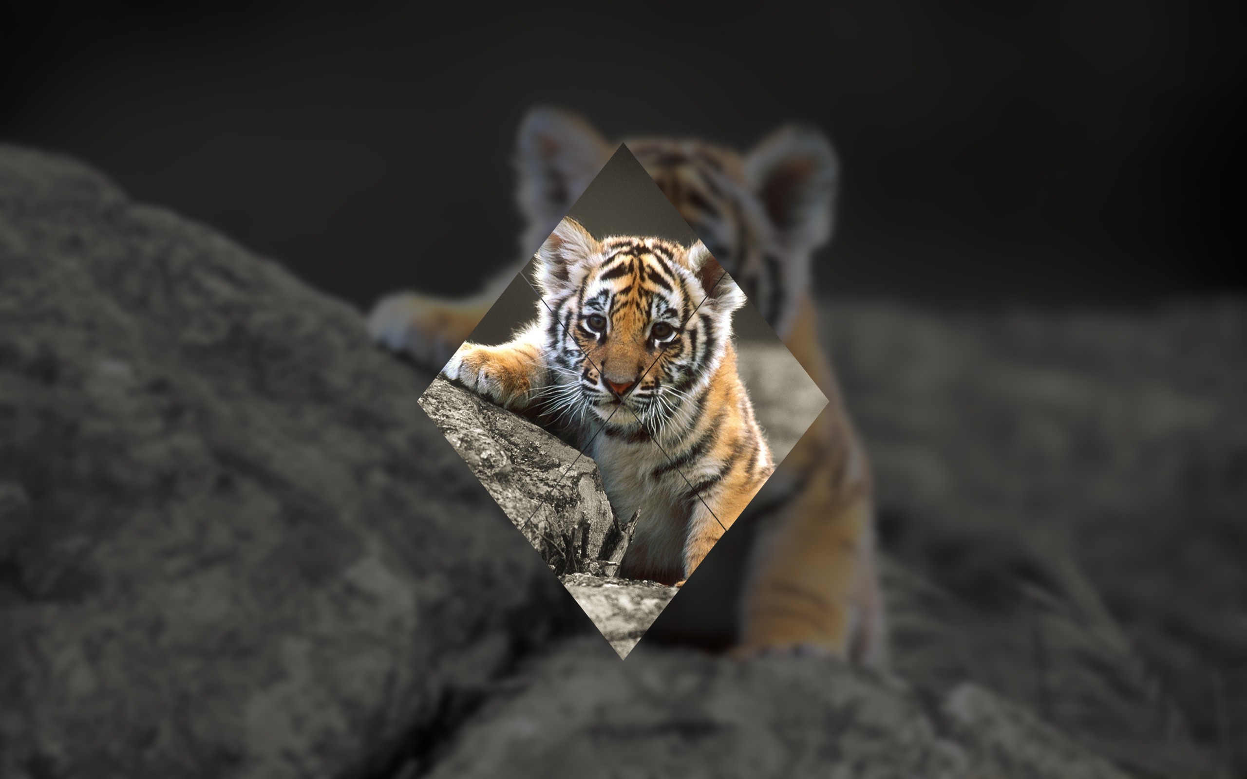 Geometric Tiger Wallpapers