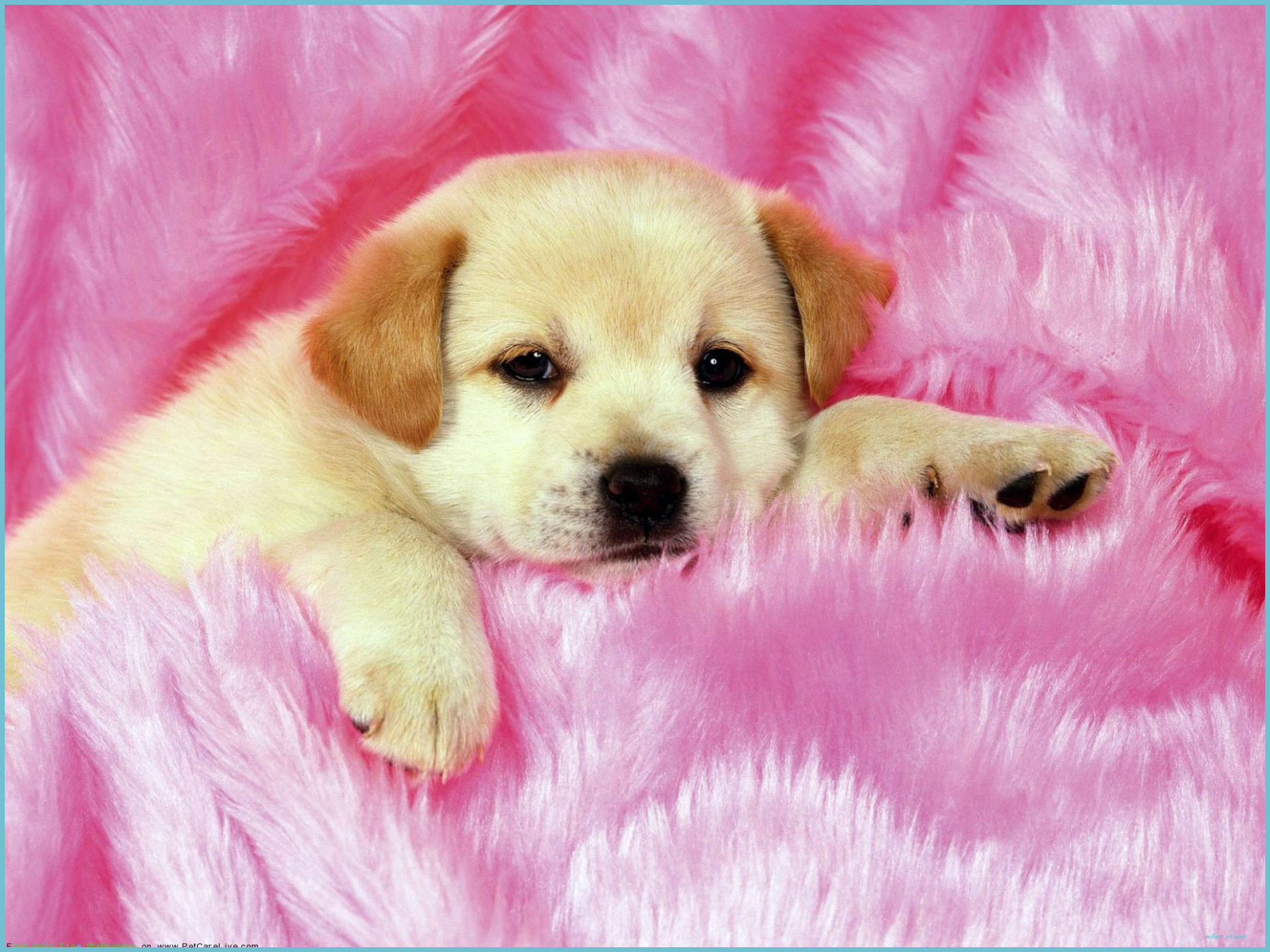 Girly Cute Pet Wallpapers