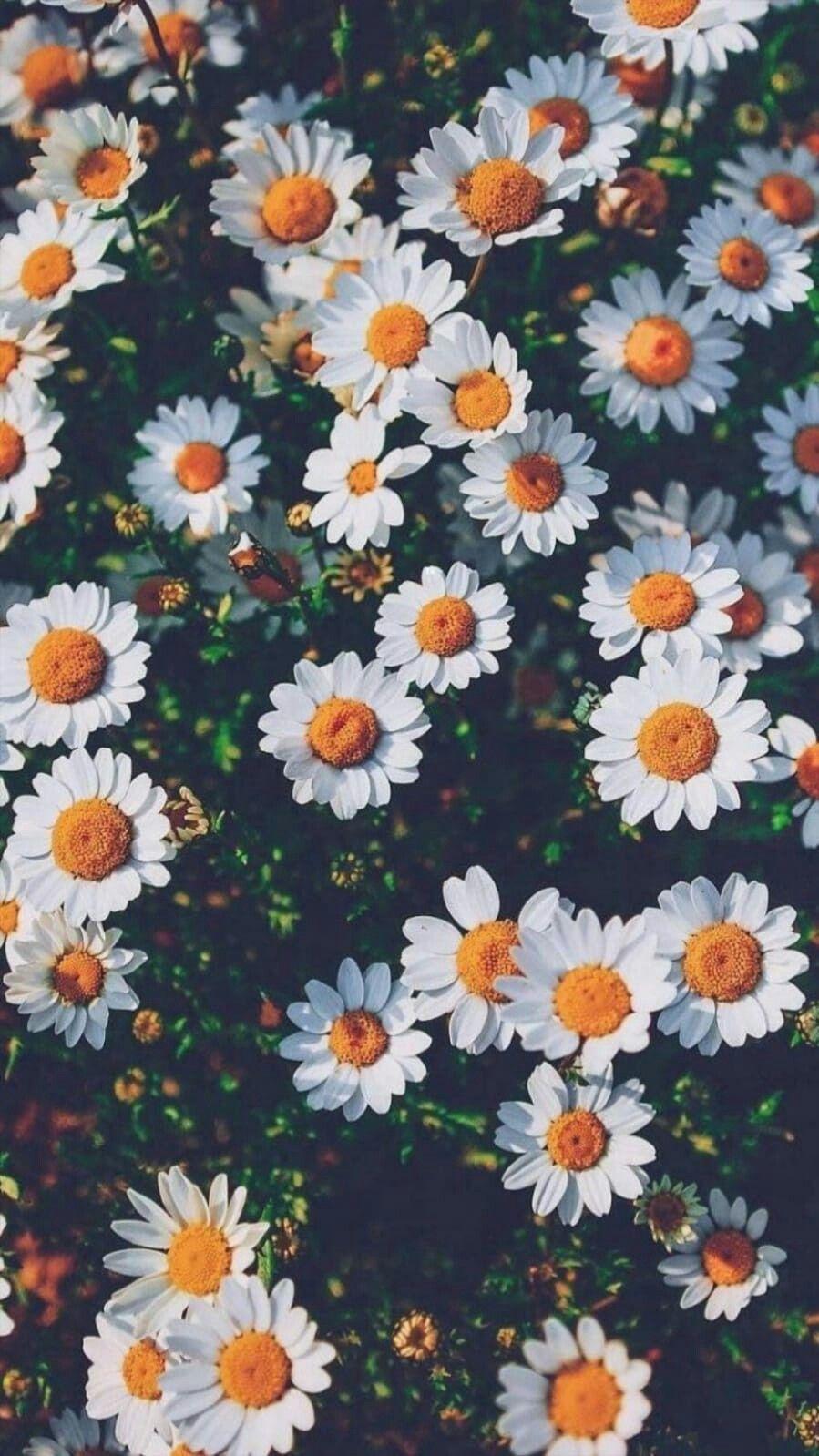 Girly Flower Wallpapers