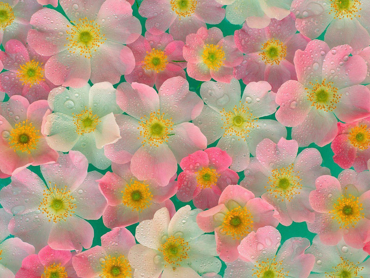 Girly Flower Wallpapers