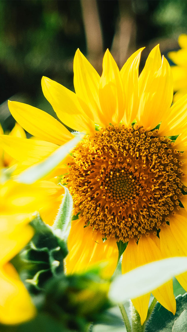 Glitter Sunflower Wallpapers