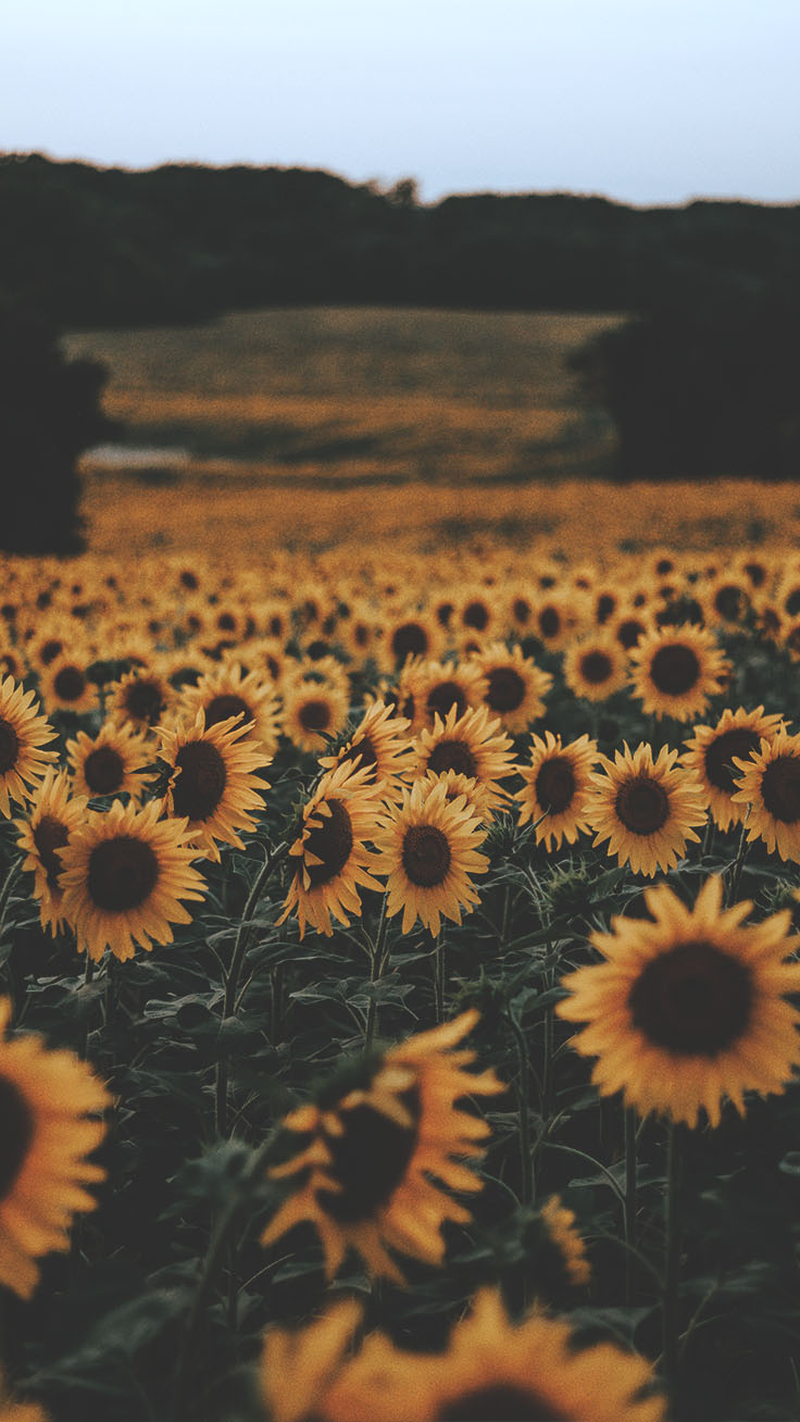 Glitter Sunflower Wallpapers