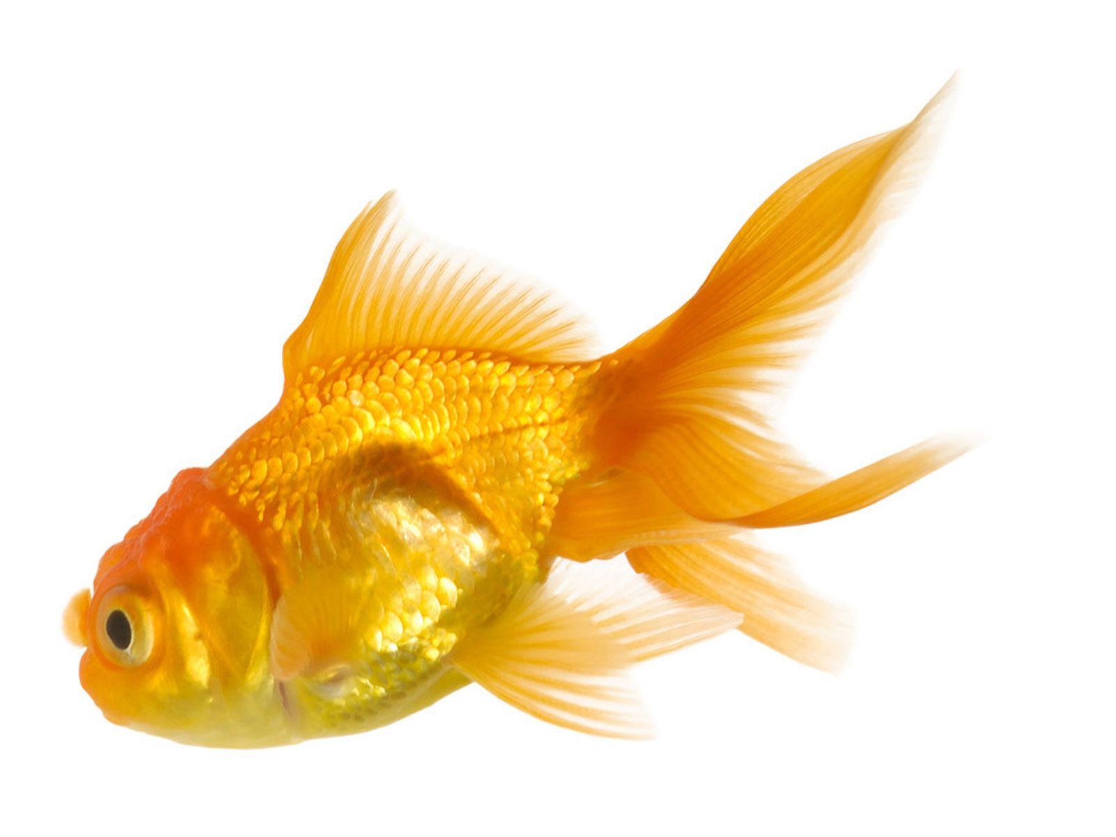 Gold Fish Live Wallpapers