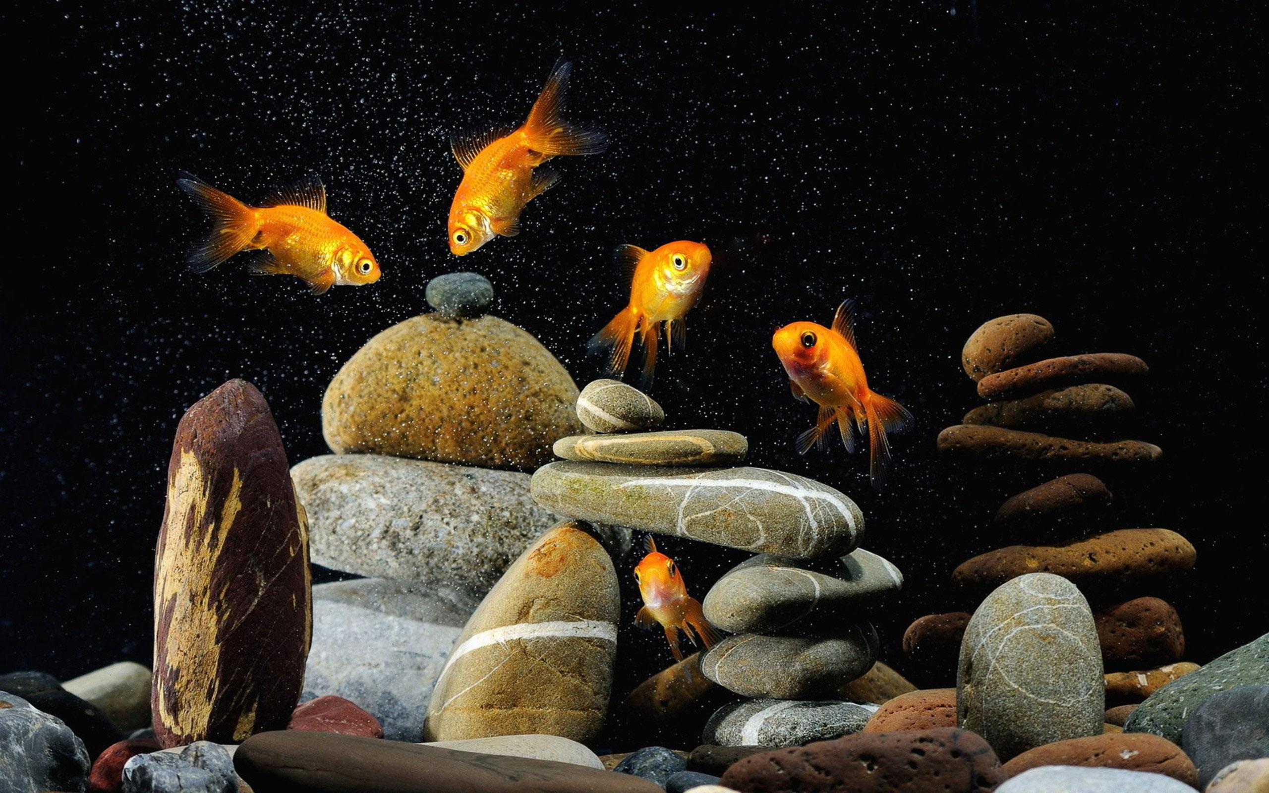 Gold Fish Live Wallpapers