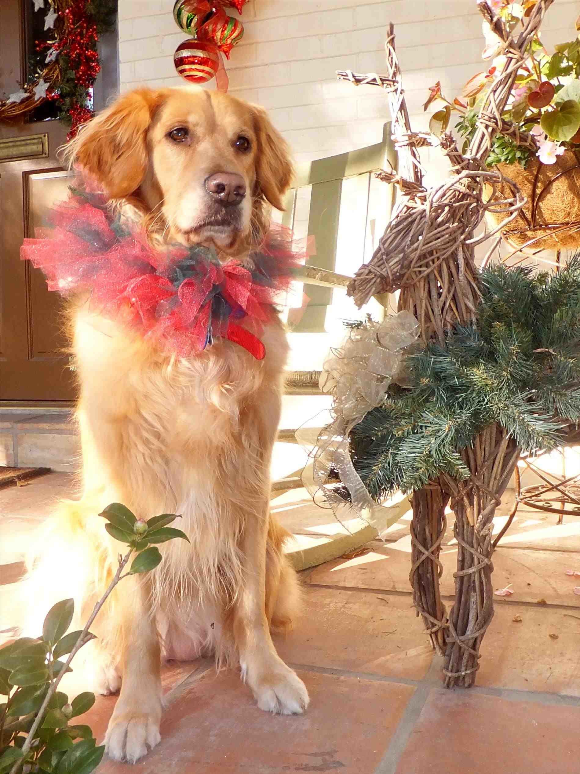 Golden Retriever Christmas Wallpapers