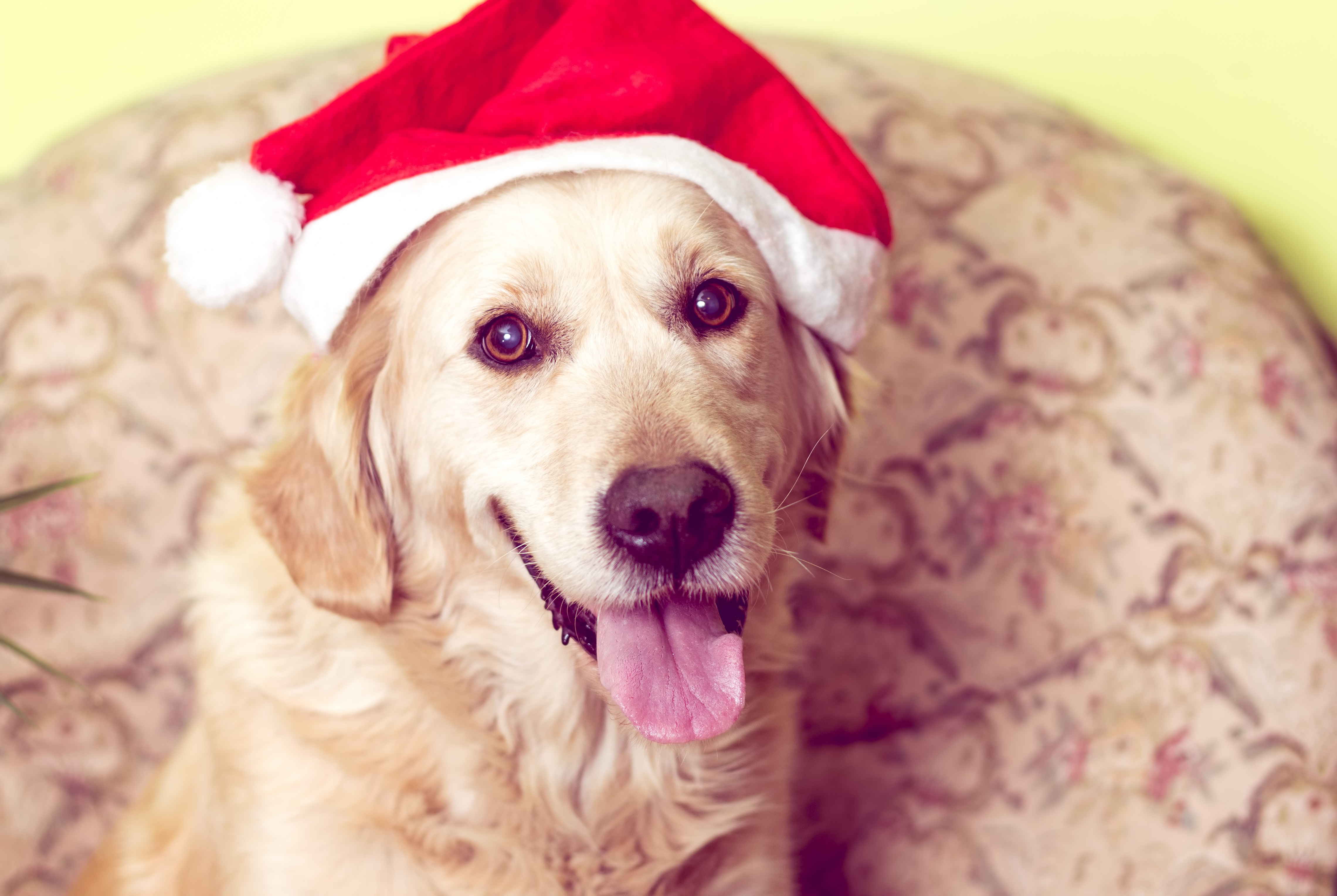 Golden Retriever Christmas Wallpapers