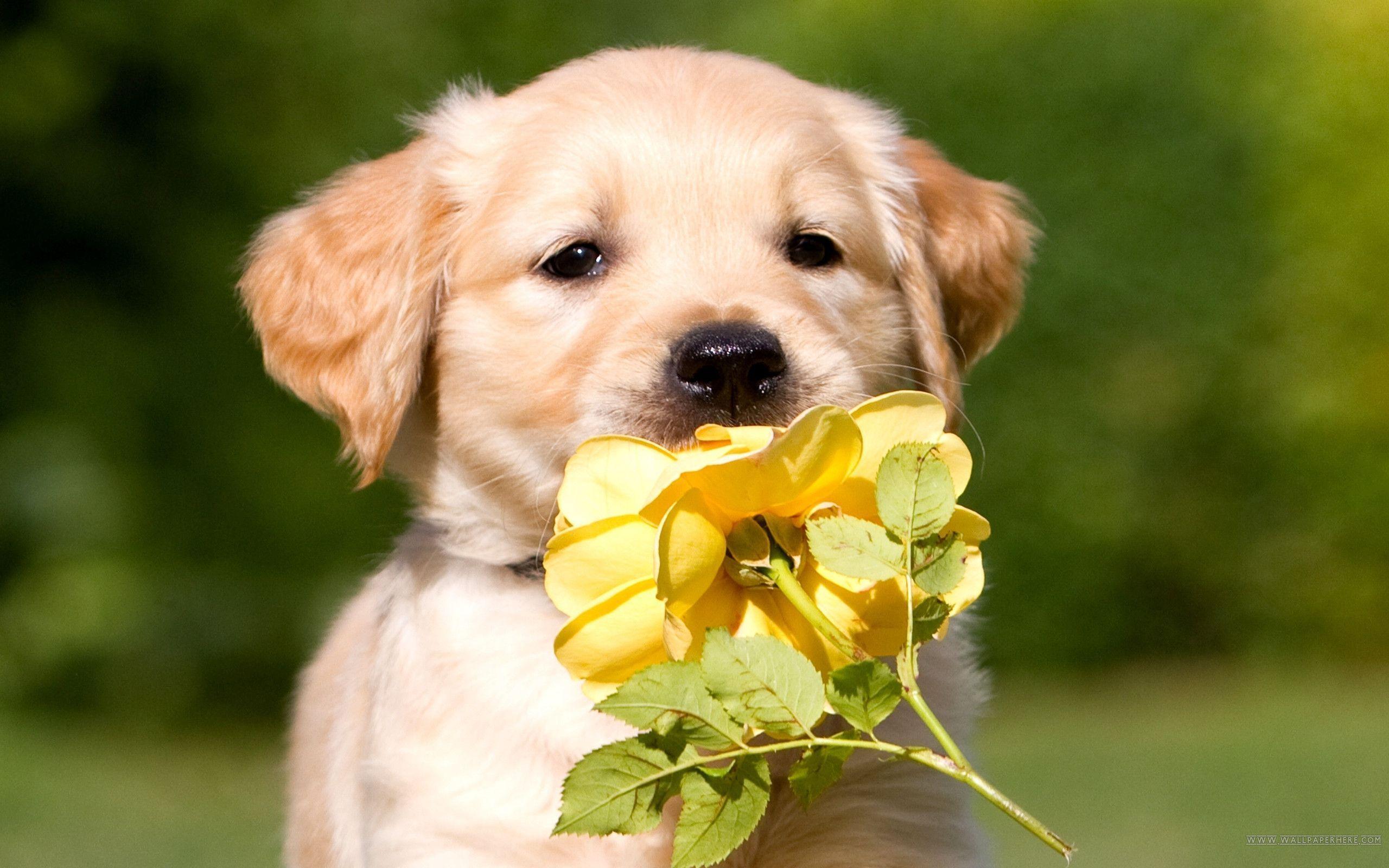 Golden Retriever Puppy Wallpapers