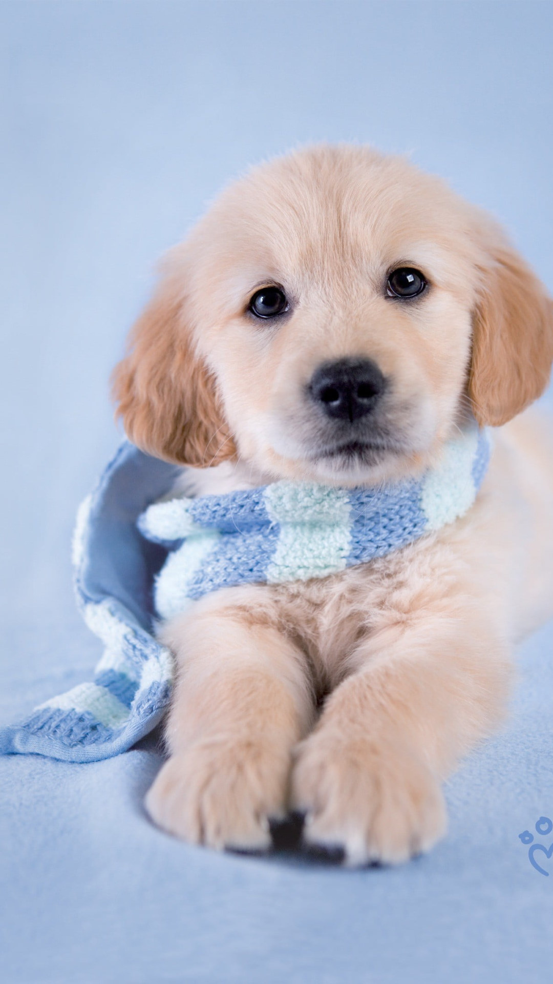 Golden Retriever Puppy Wallpapers