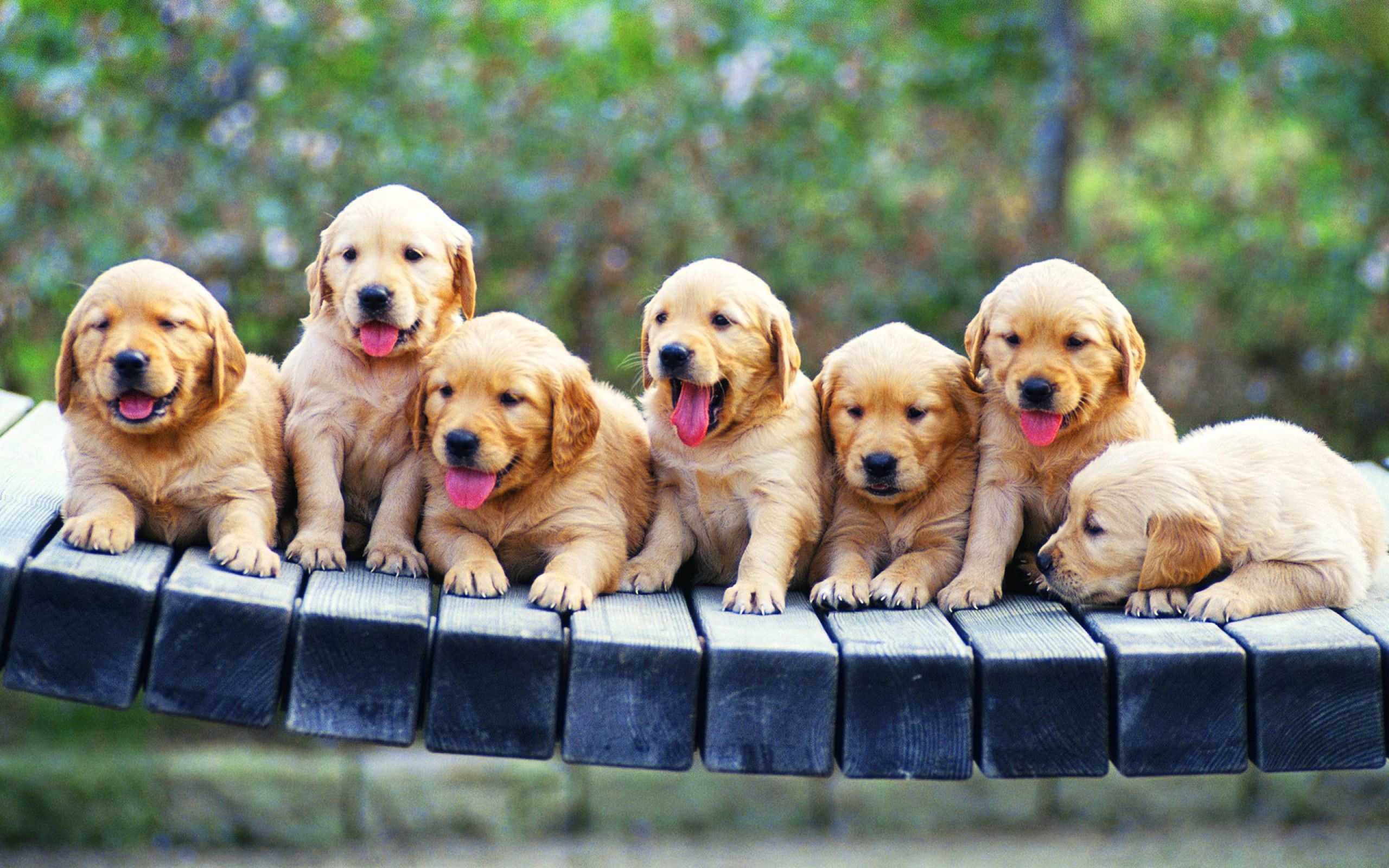 Golden Retriever Puppy Wallpapers