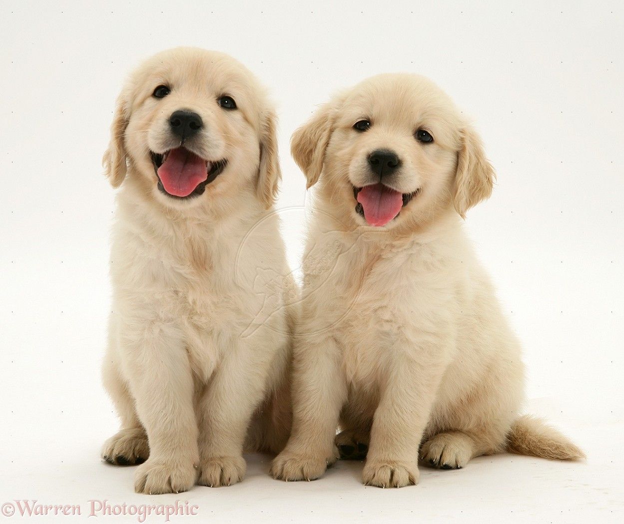 Golden Retriever Puppy Wallpapers