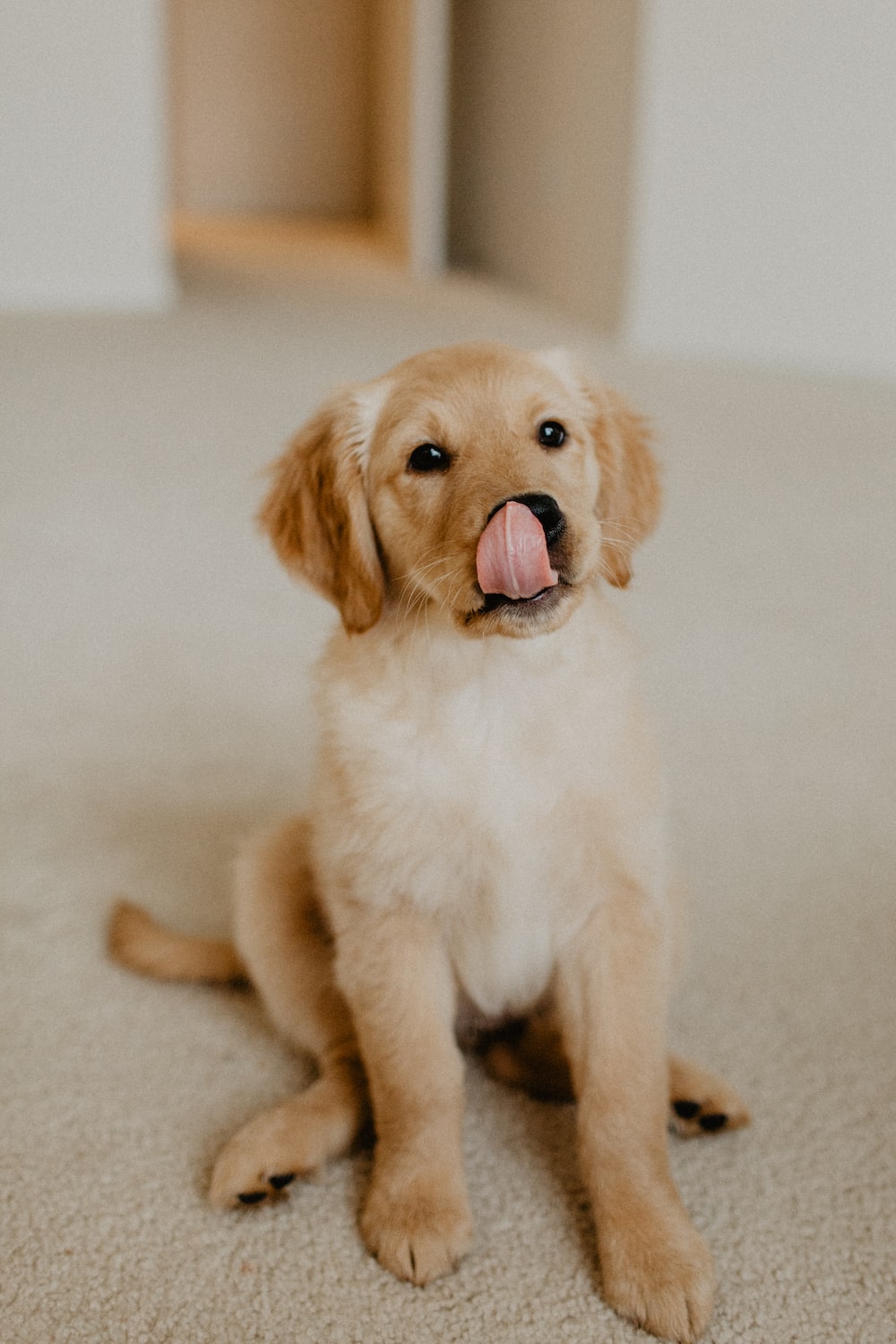 Golden Retriever Puppy Wallpapers