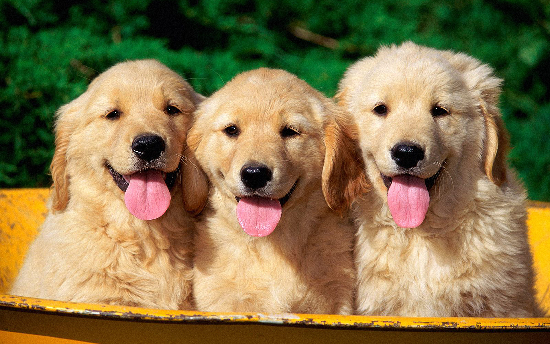 Golden Retriever Puppy Wallpapers