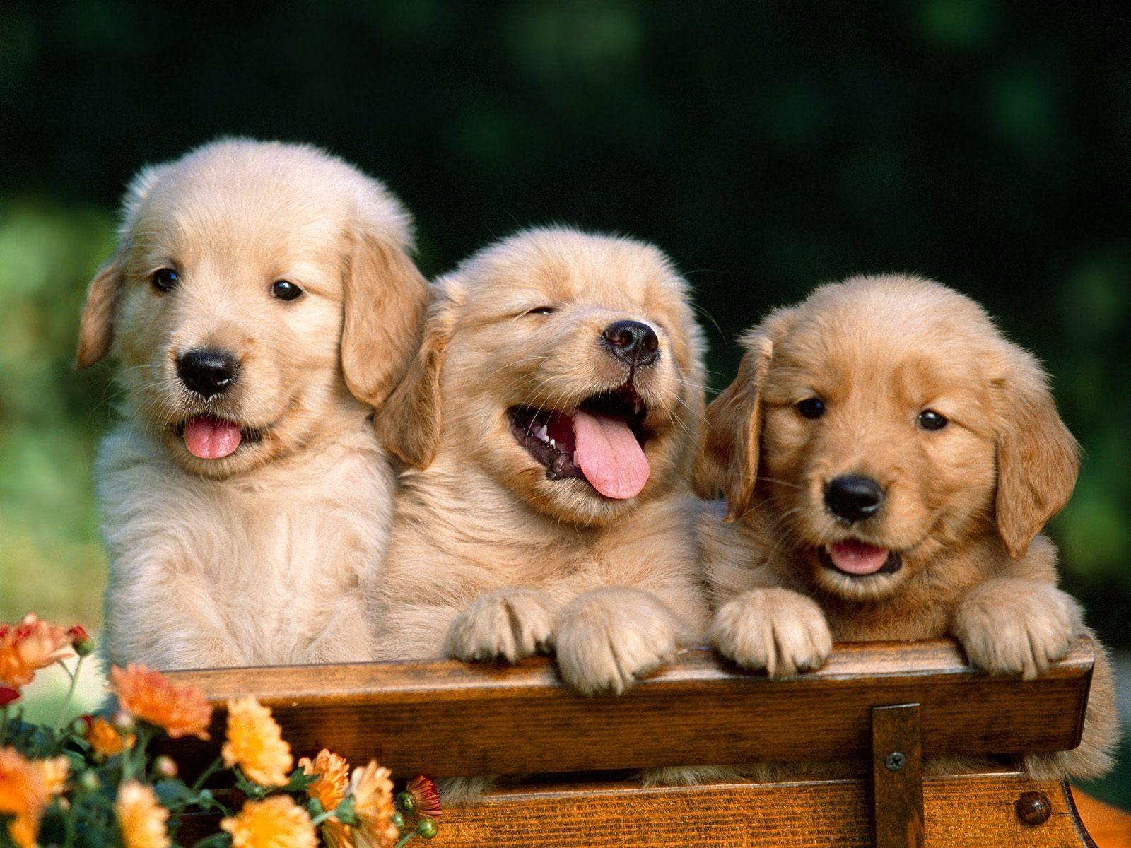 Golden Retriever Puppy Wallpapers