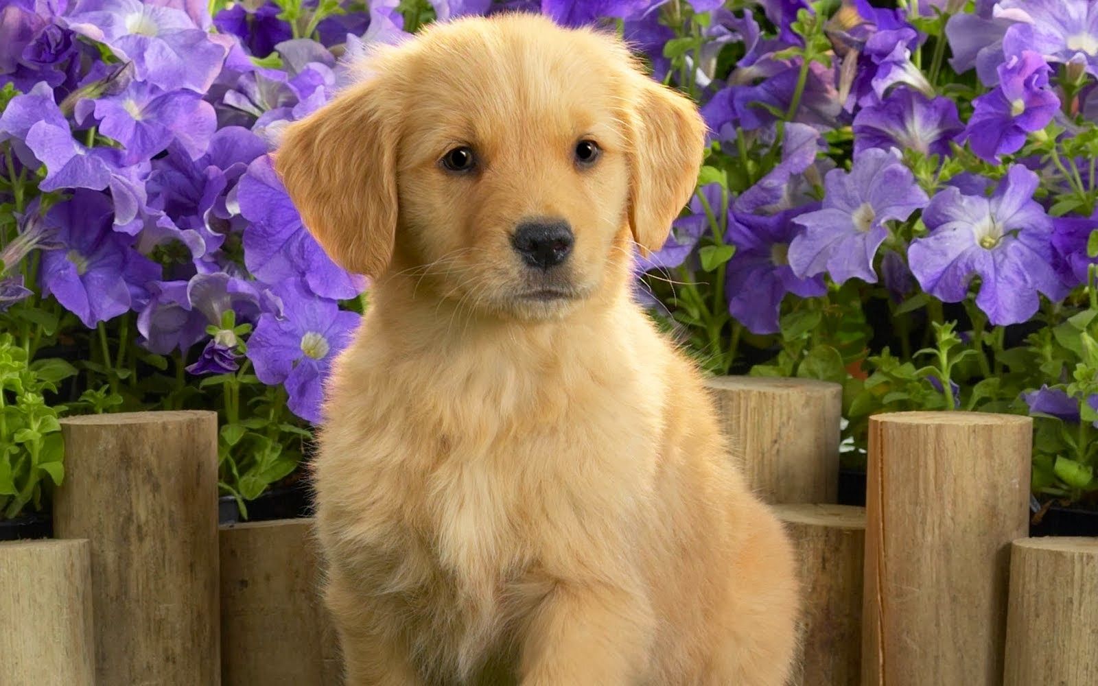 Golden Retriever Puppy Wallpapers