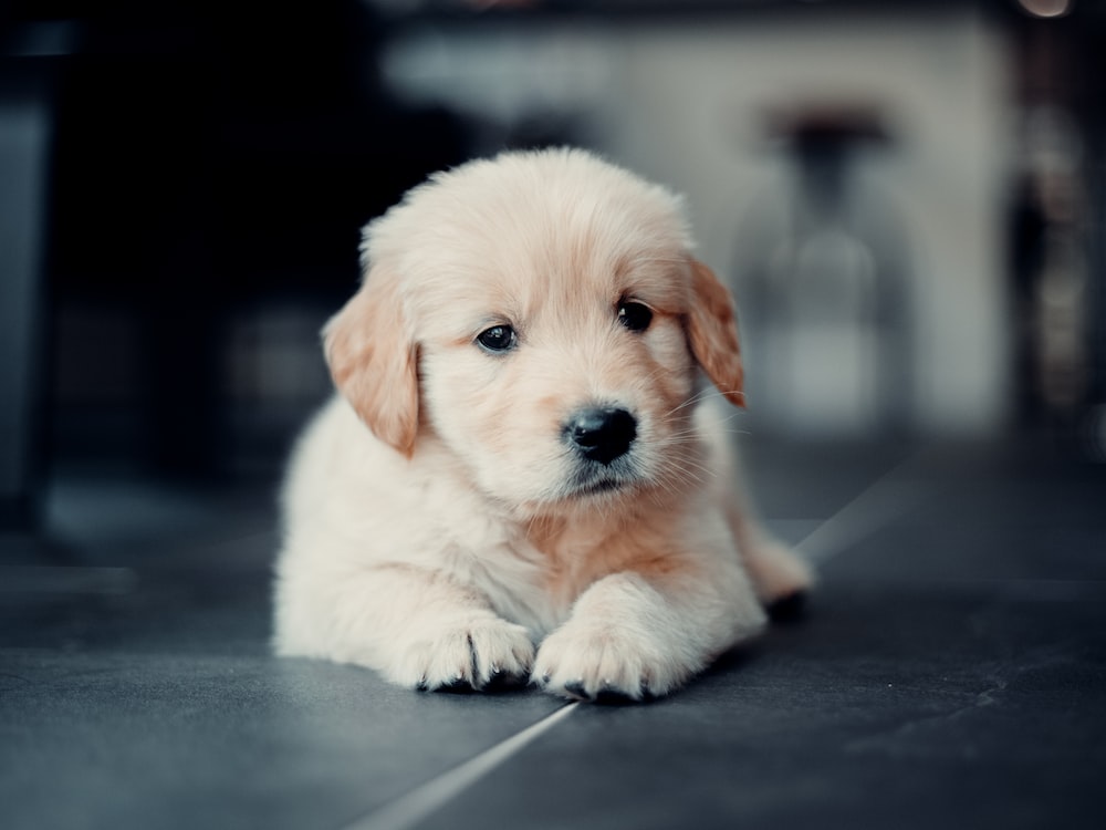 Golden Retriever Puppy Wallpapers