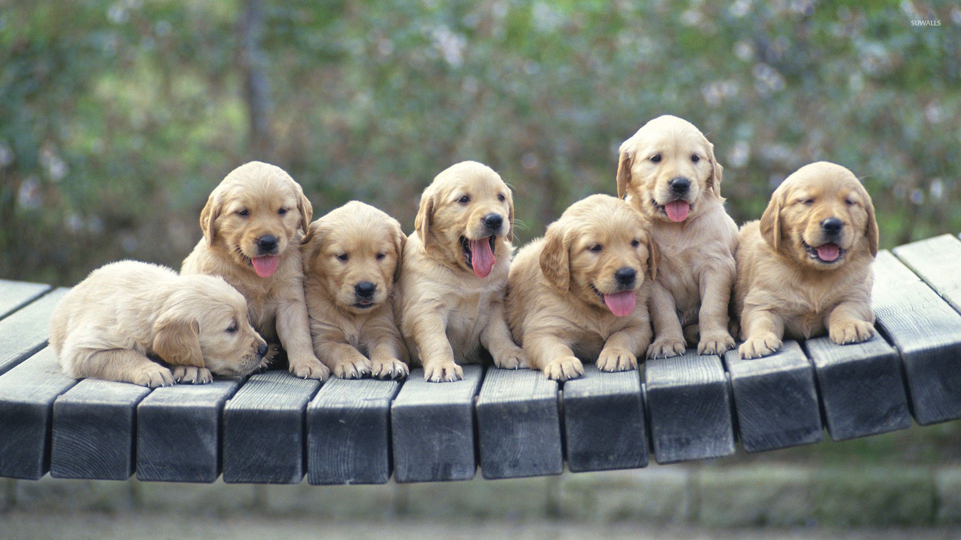 Golden Retriever Puppy Wallpapers