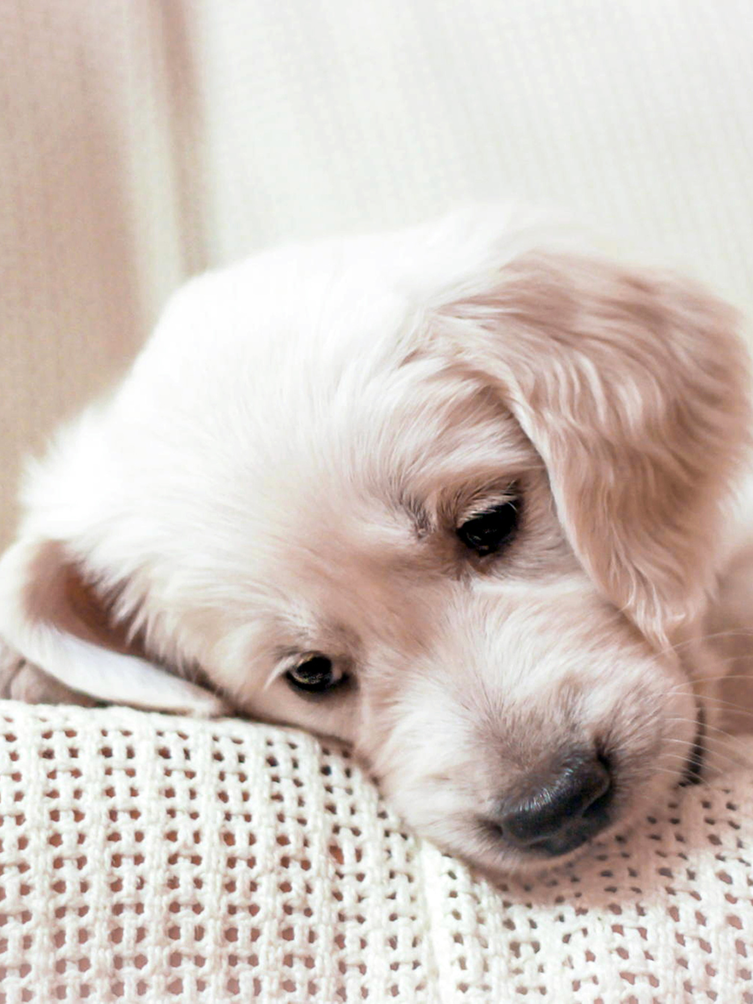 Golden Retriever Puppy Wallpapers