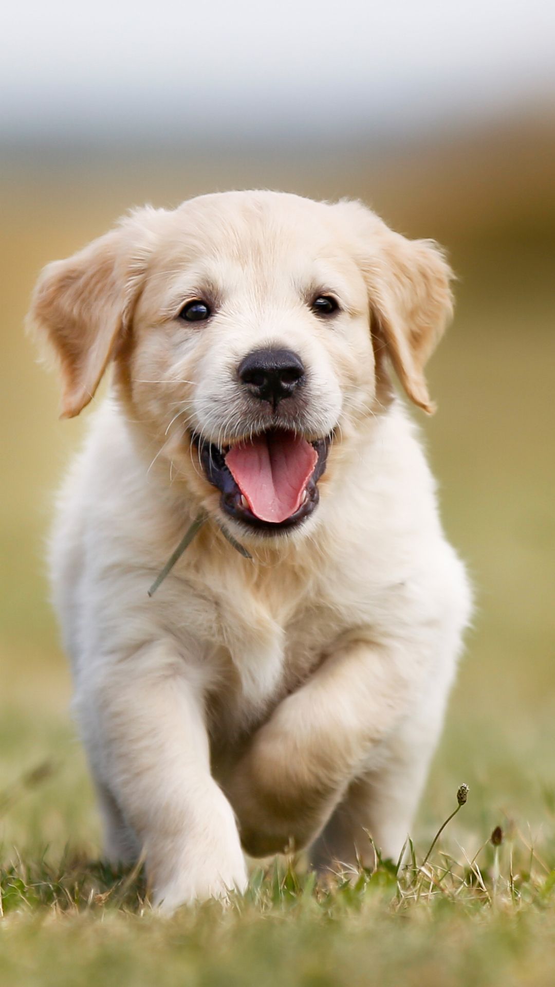 Golden Retriever Puppy Wallpapers