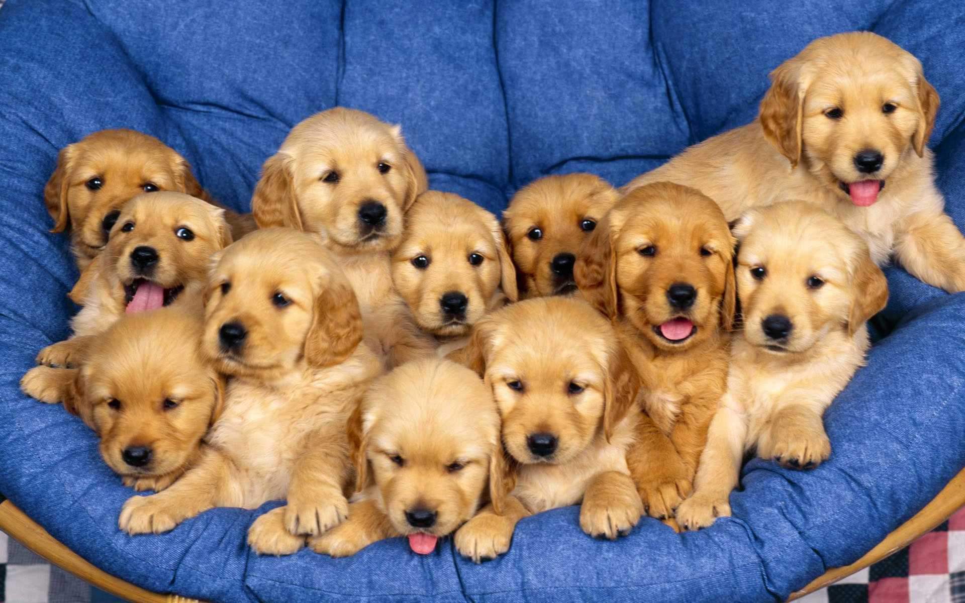 Golden Retriever Puppy Wallpapers