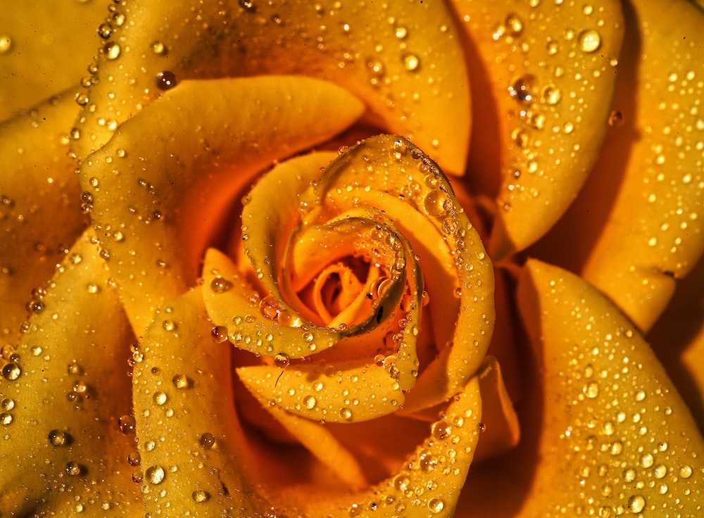 Golden Rose Wallpapers