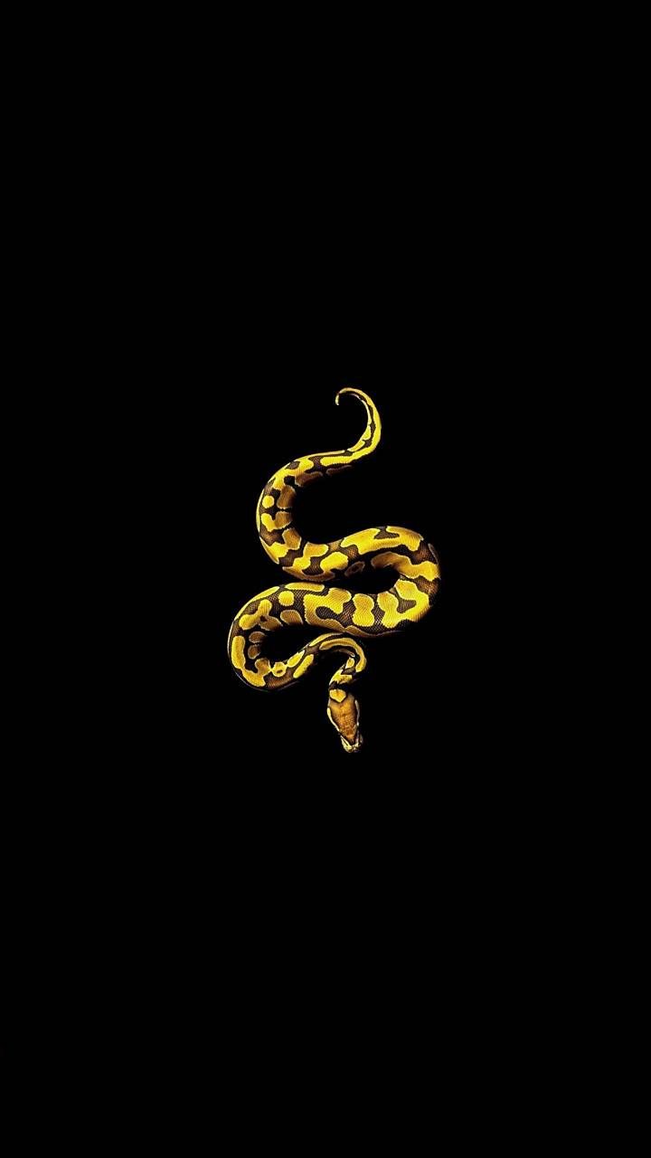 Golden Snake Wallpapers