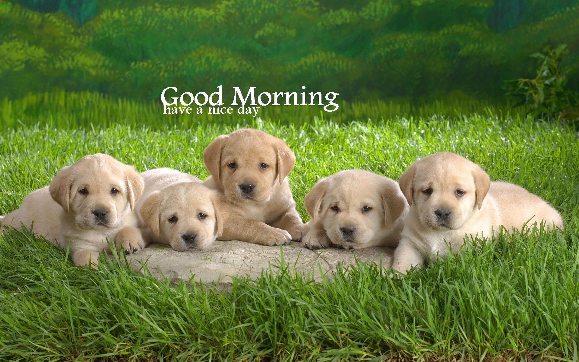 Good Morning Dog Images Wallpapers
