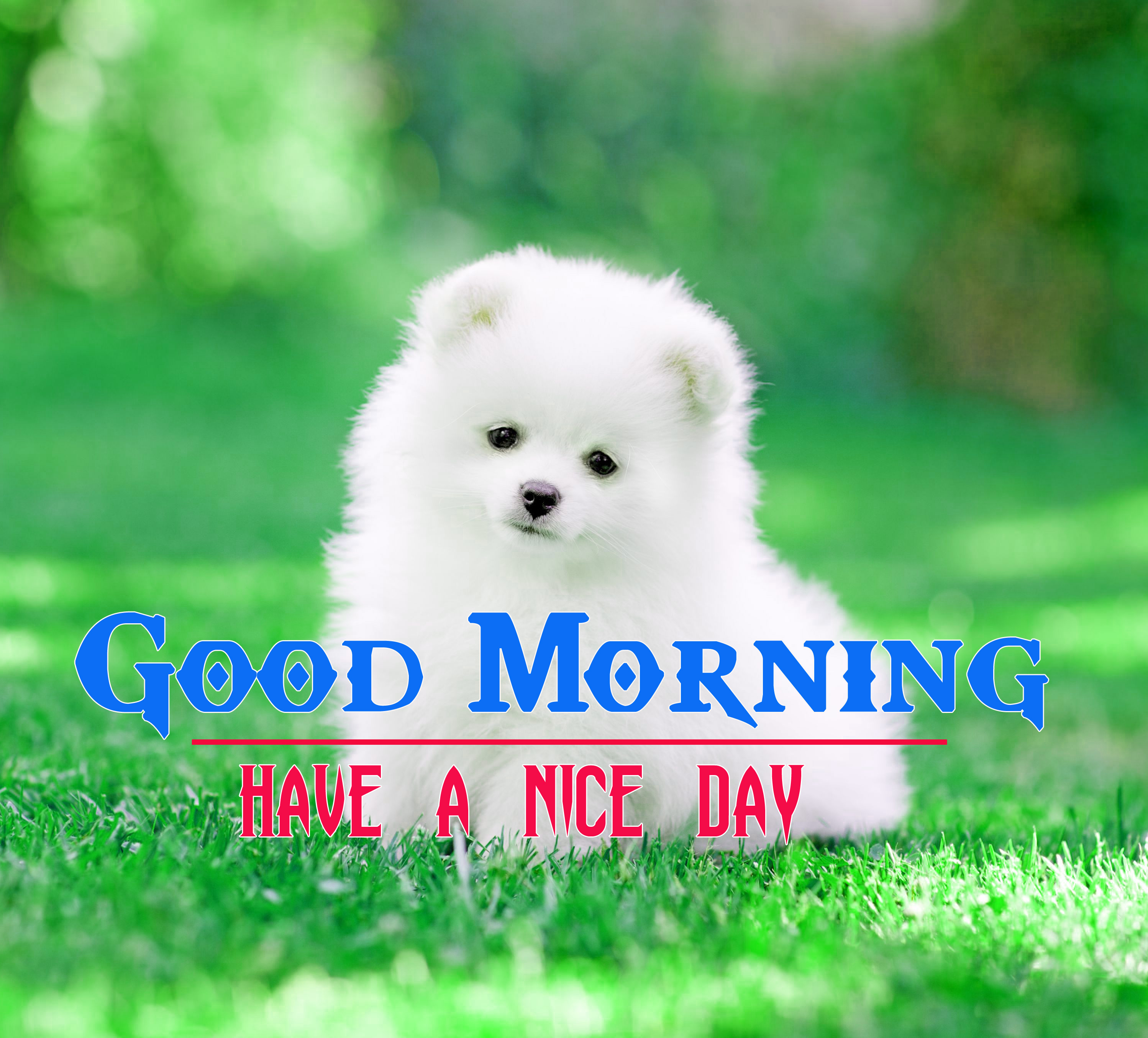 Good Morning Dog Images Wallpapers