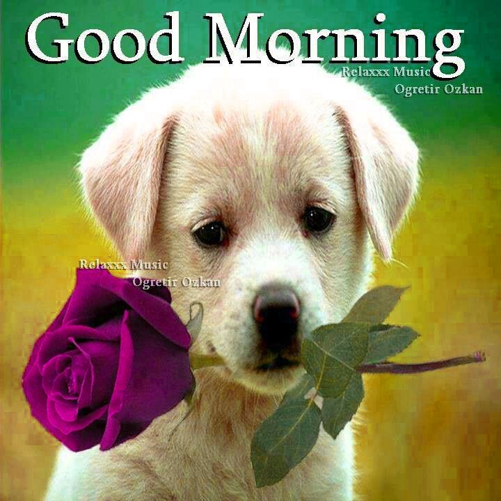 Good Morning Dog Images Wallpapers