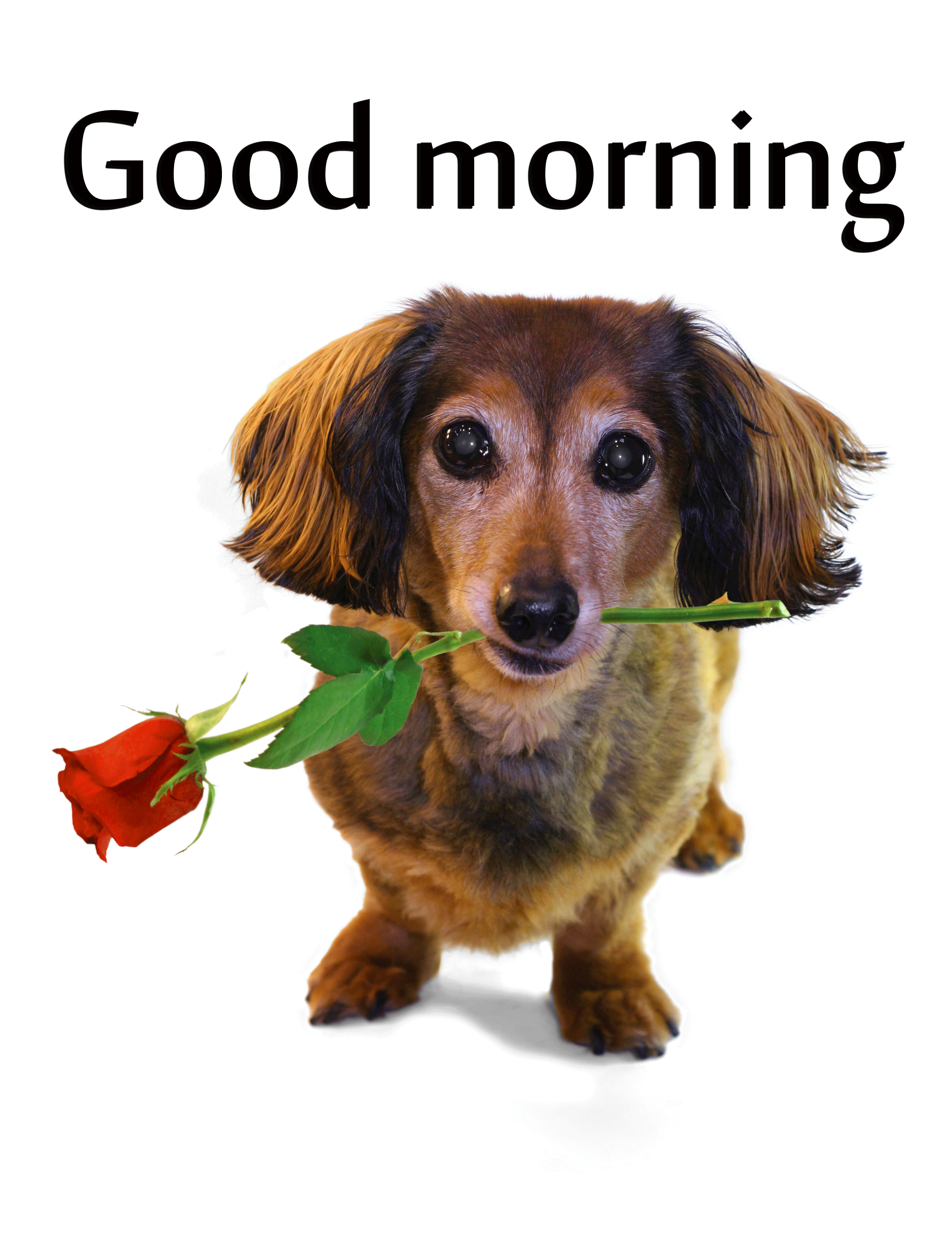 Good Morning Dog Images Wallpapers