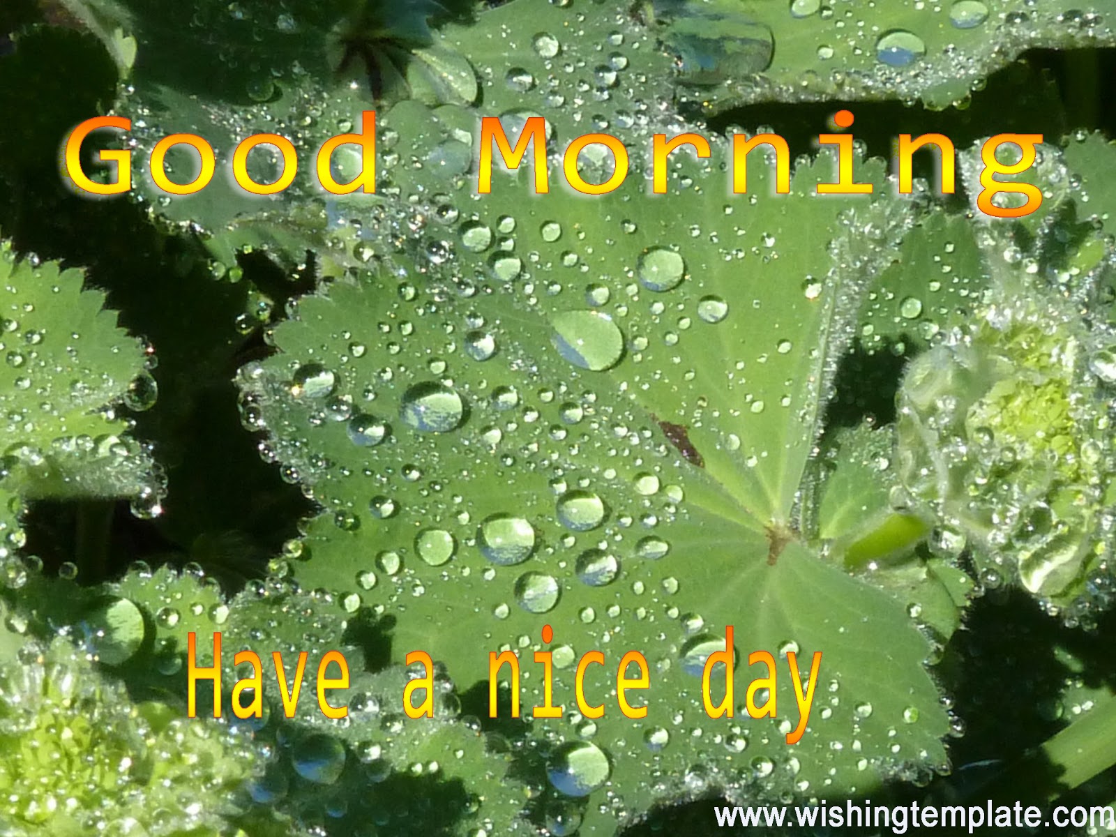 Good Morning Rainy Day Images Wallpapers