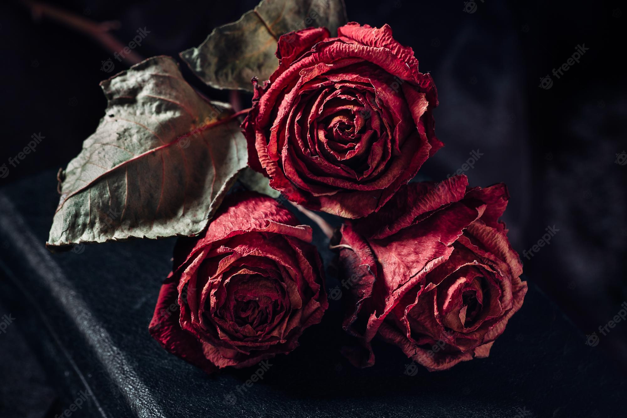 Gothic Black And Red Rose Wallpapers