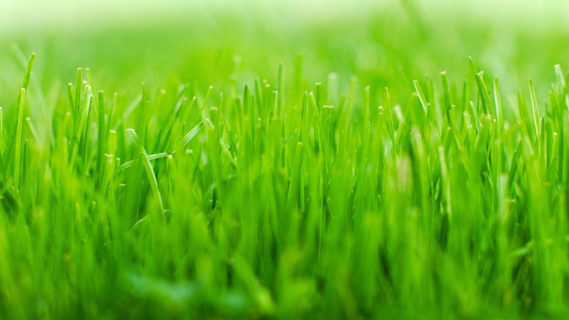 Grass Hd Wallpapers