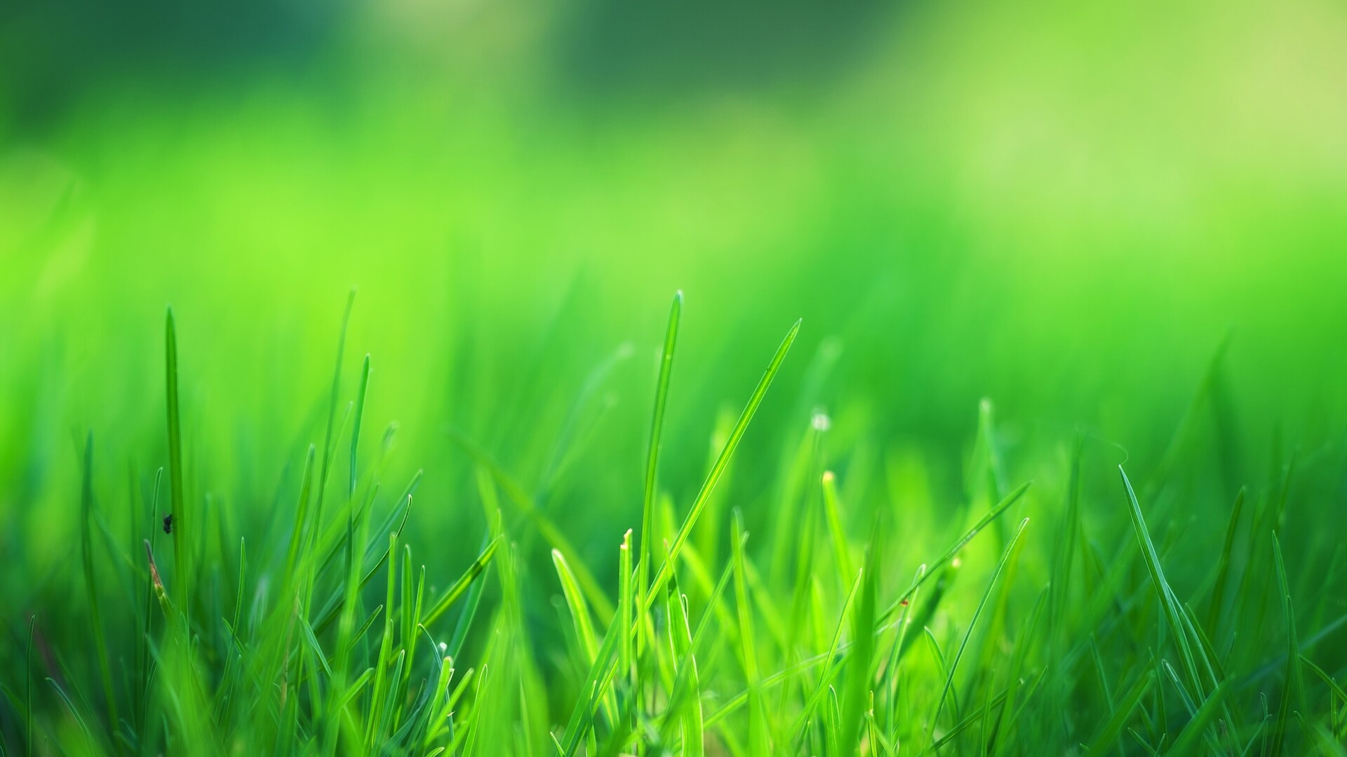 Grass Hd Wallpapers