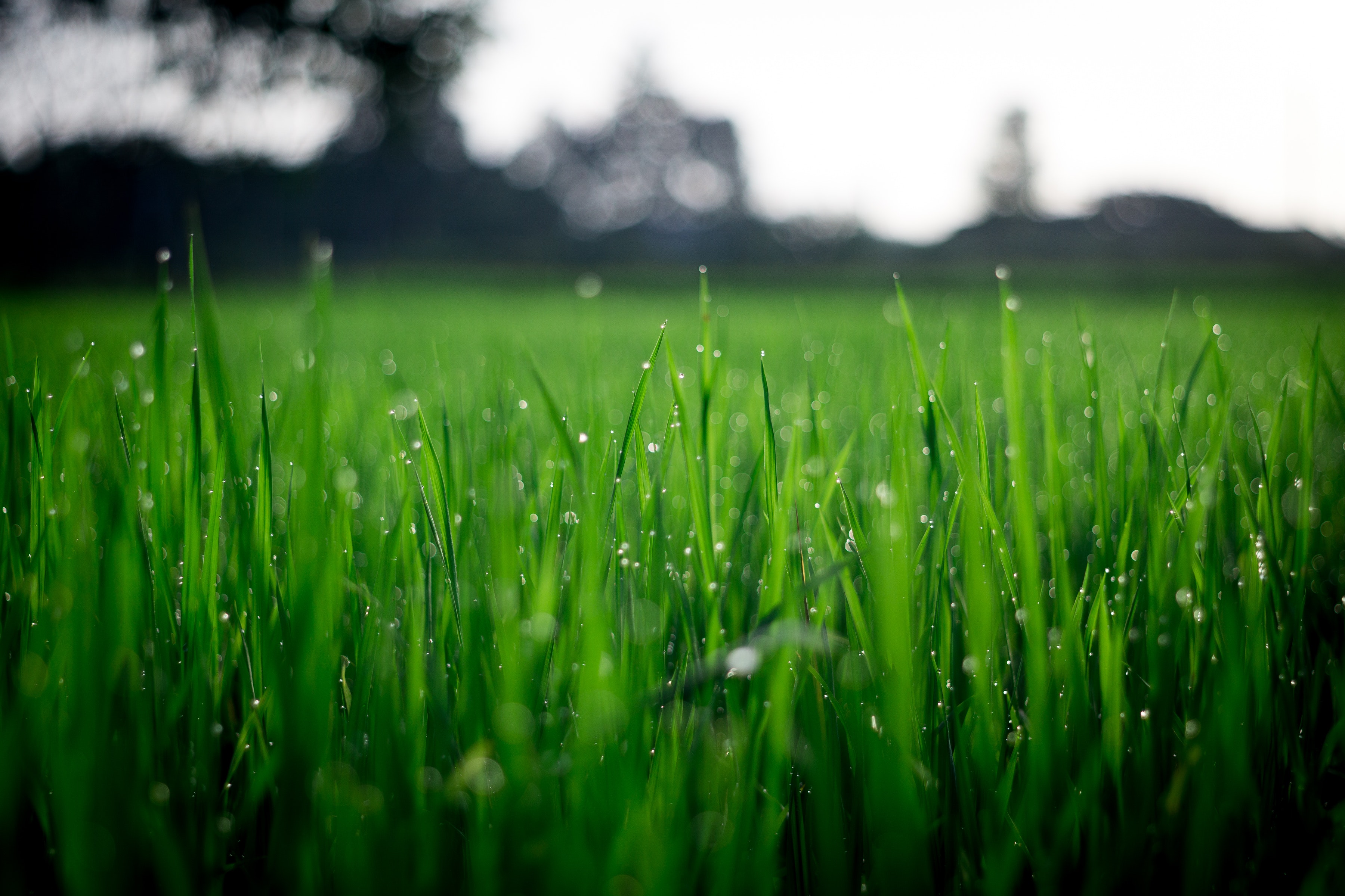 Grass Hd Wallpapers