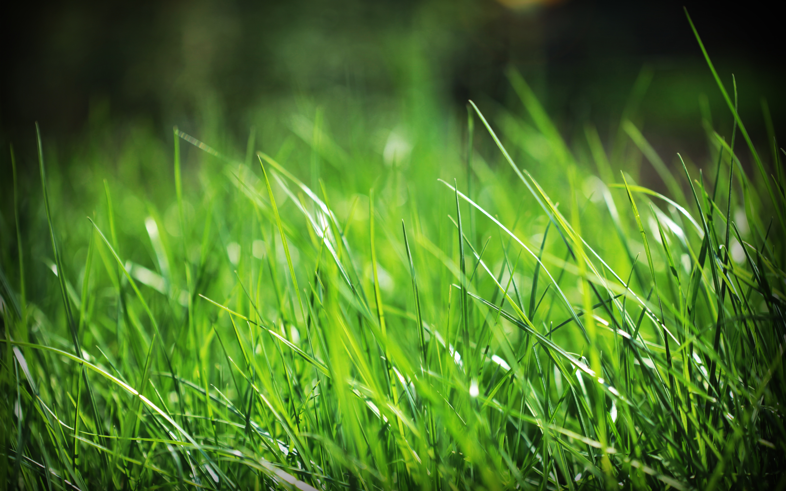 Grass Hd Wallpapers