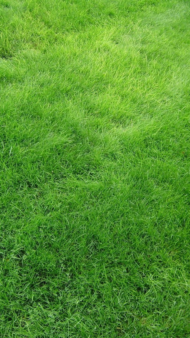 Grass Hd Wallpapers