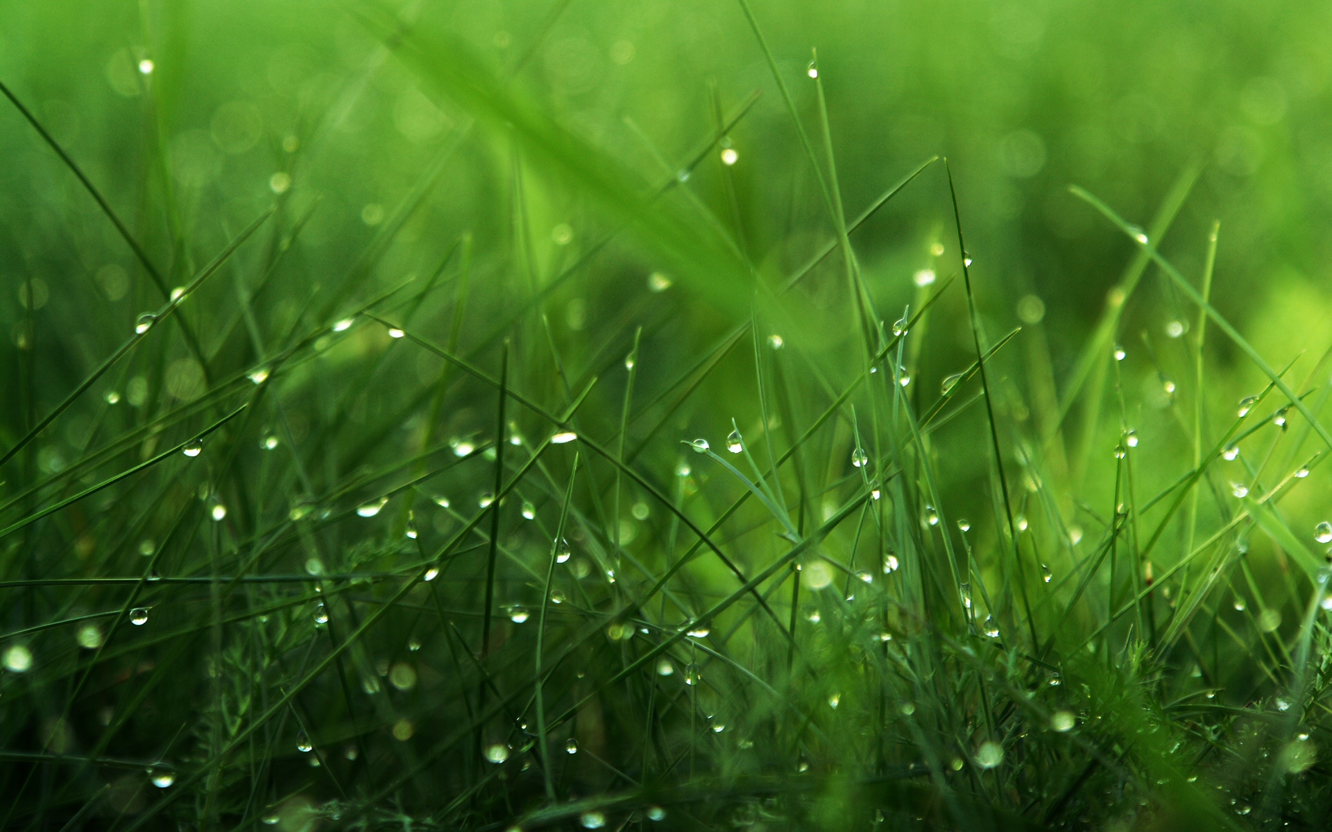 Grass Hd Wallpapers