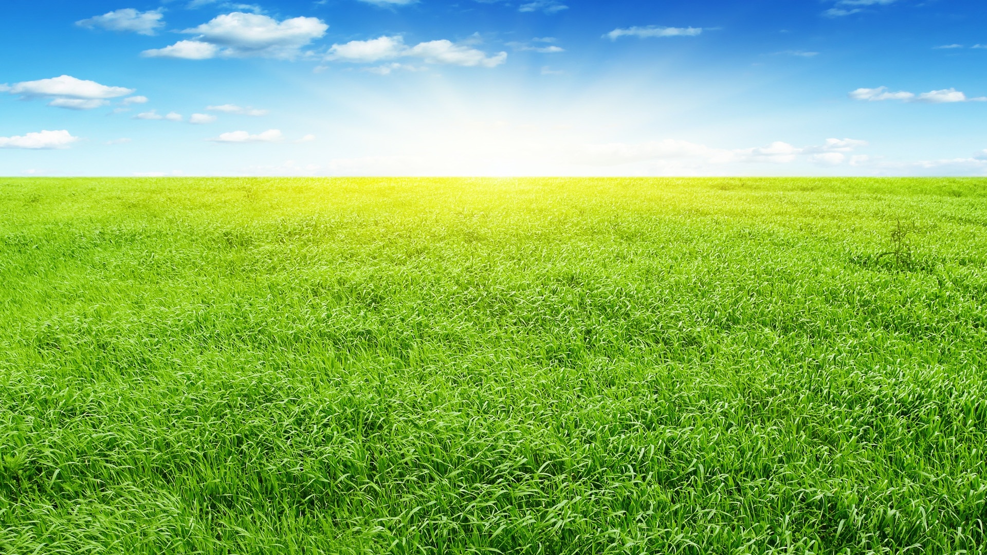 Grass Hd Wallpapers