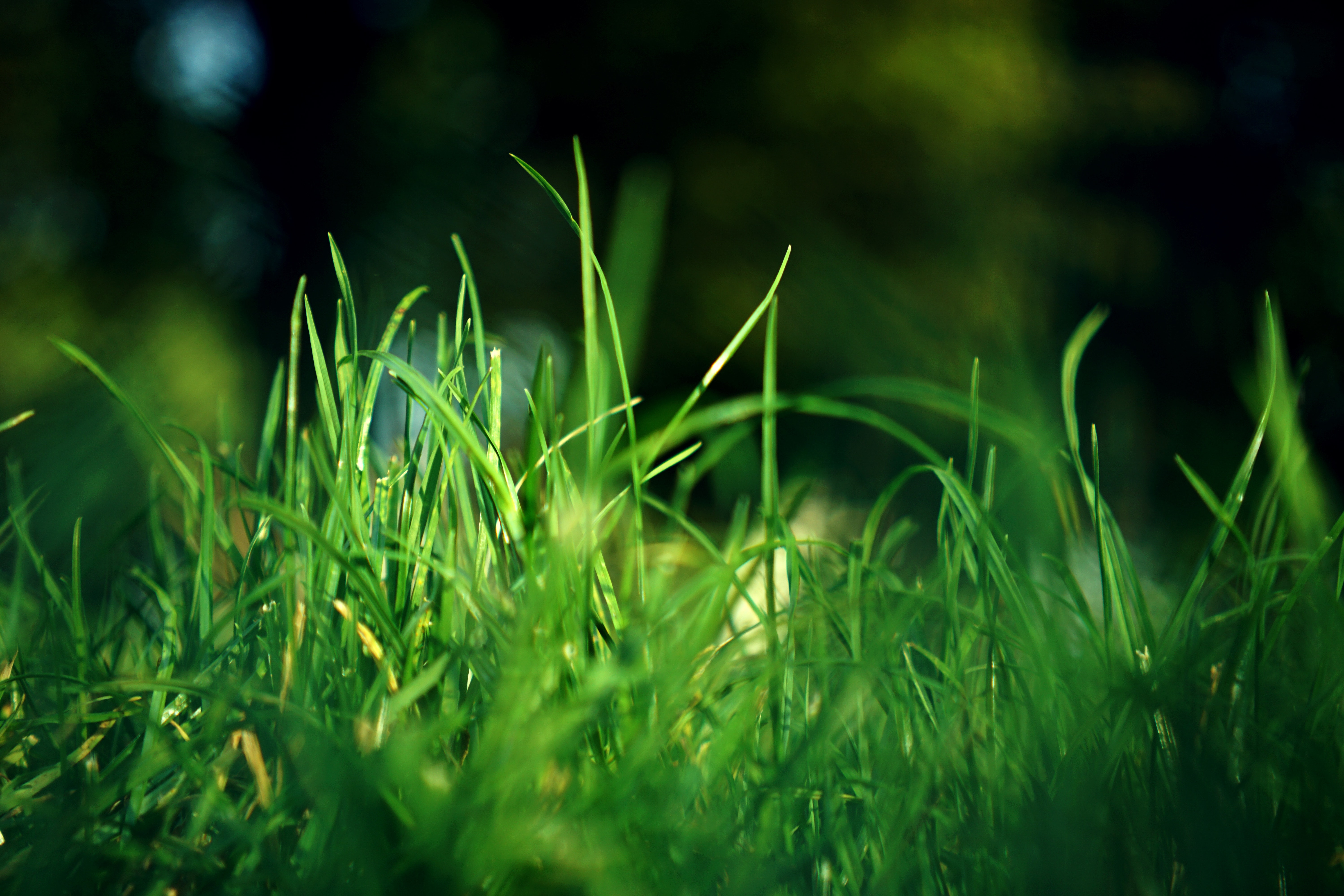 Grass Hd Wallpapers