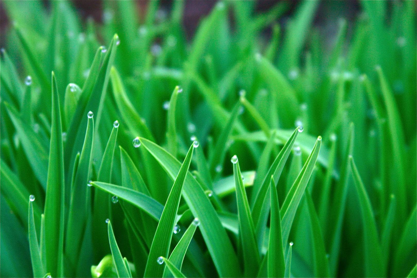 Grass Hd Wallpapers